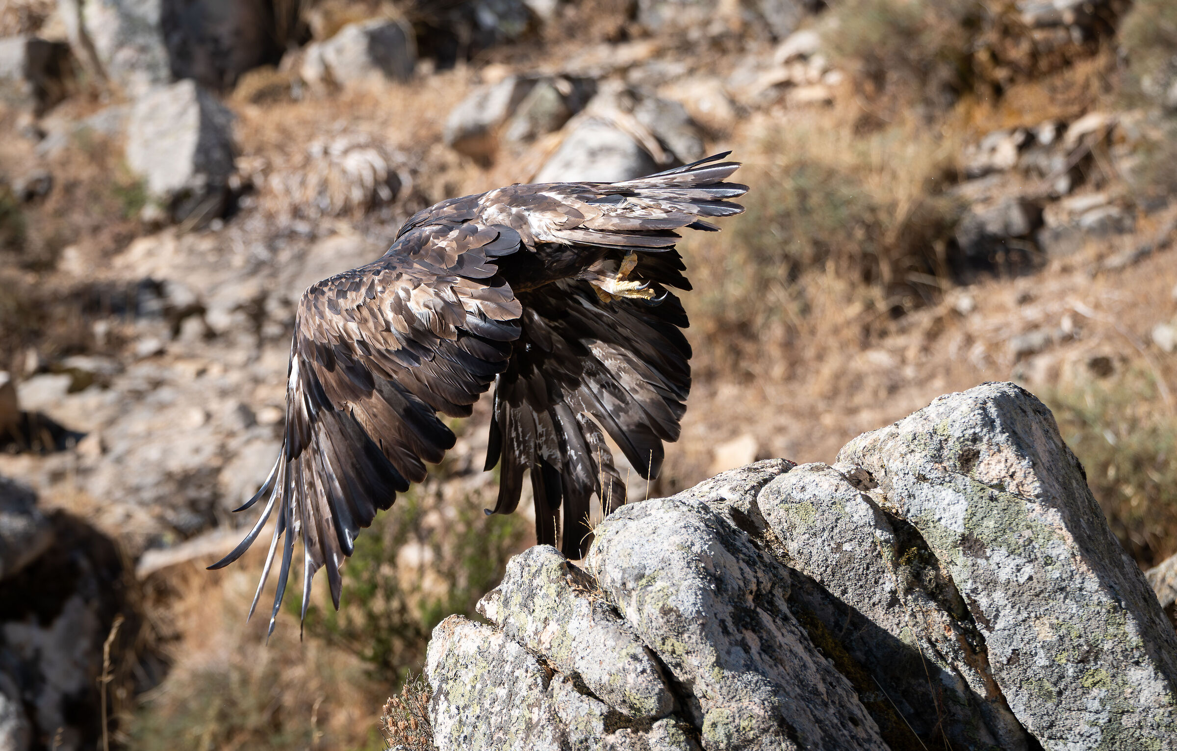Golden eagle