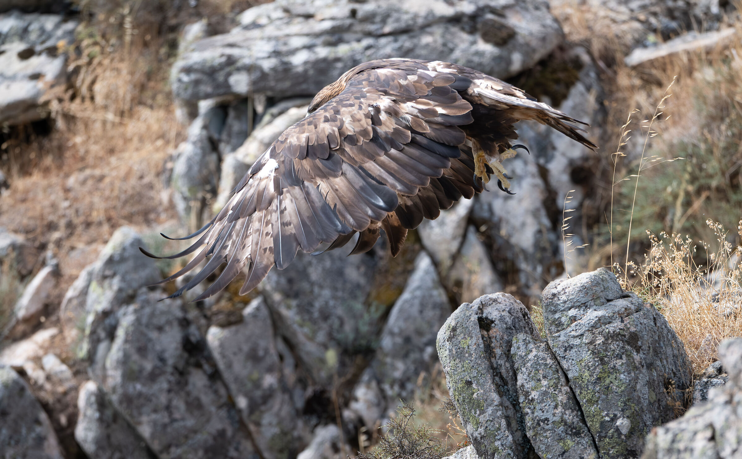 Golden eagle