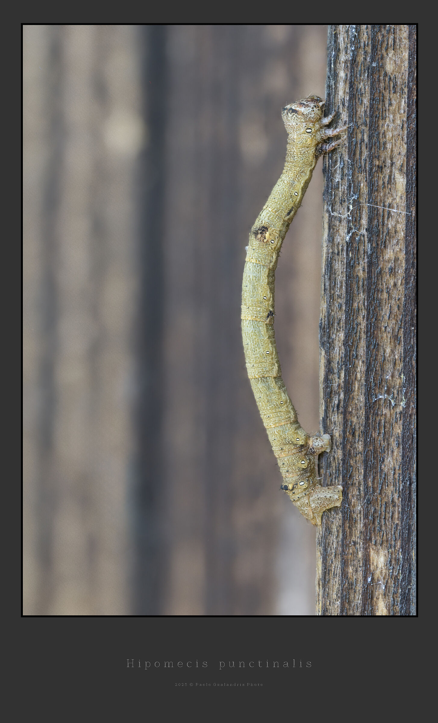 Hypomecis punctinalis