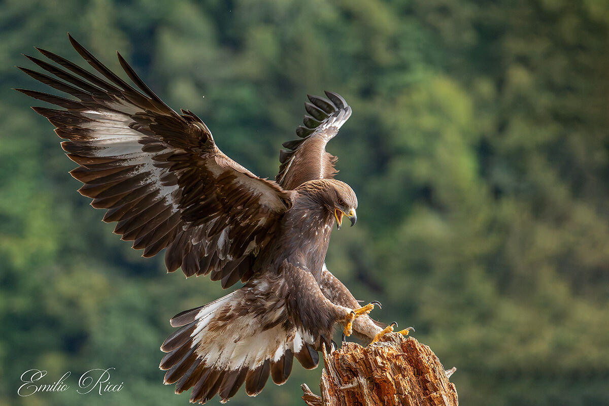 Aquila reale giovane dell'anno Alpi Italiane