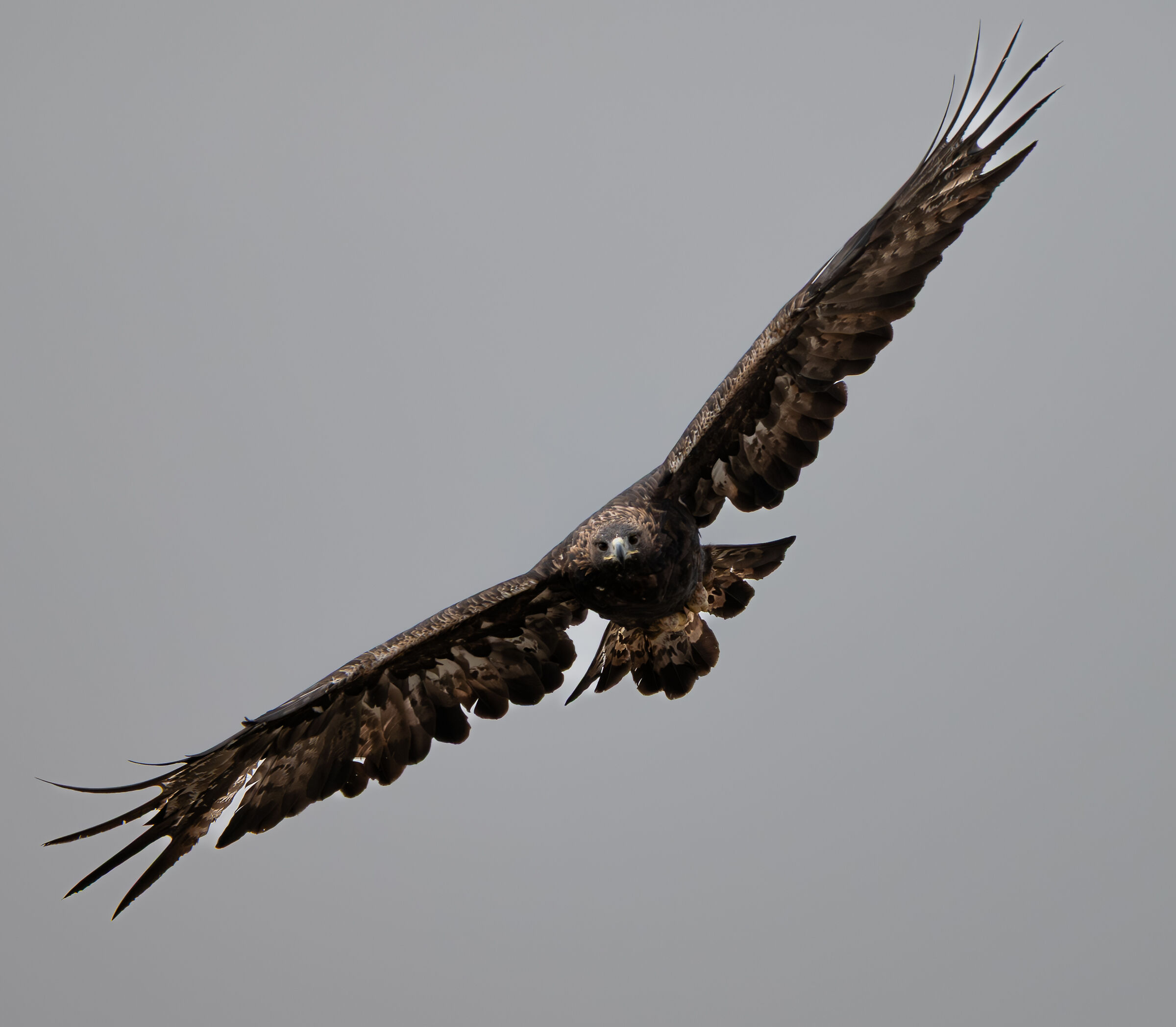 Aquila reale
