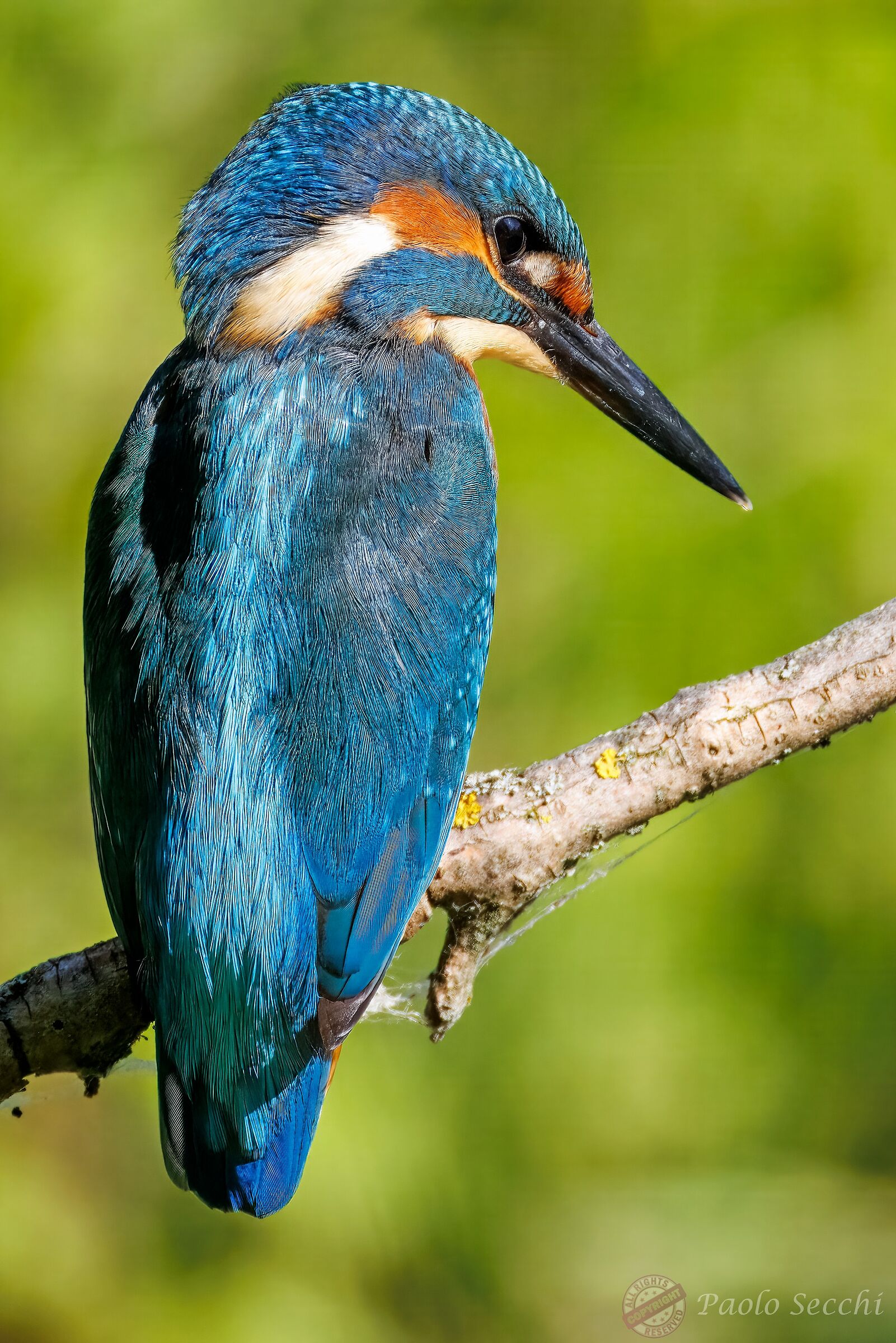 Giarda, that I have seen you!