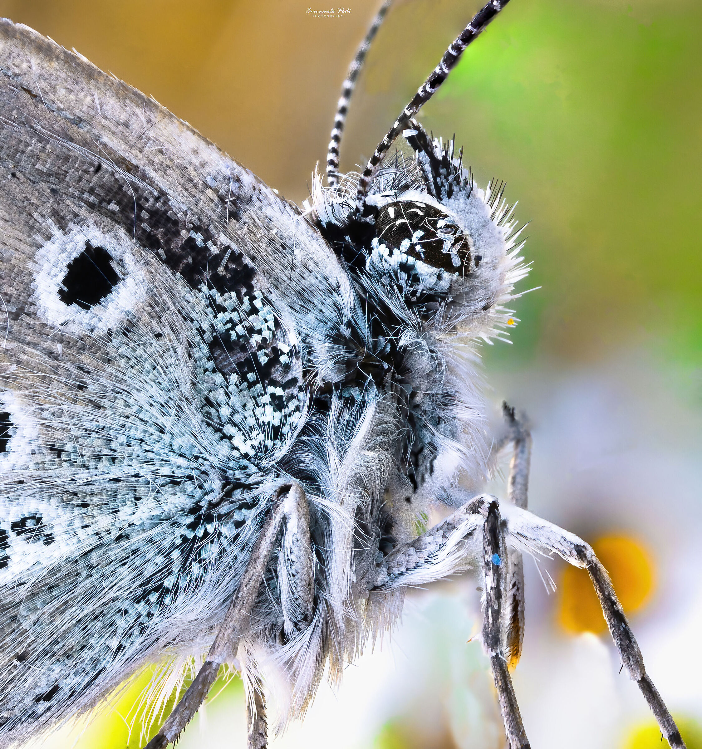 polyimmatus icarus