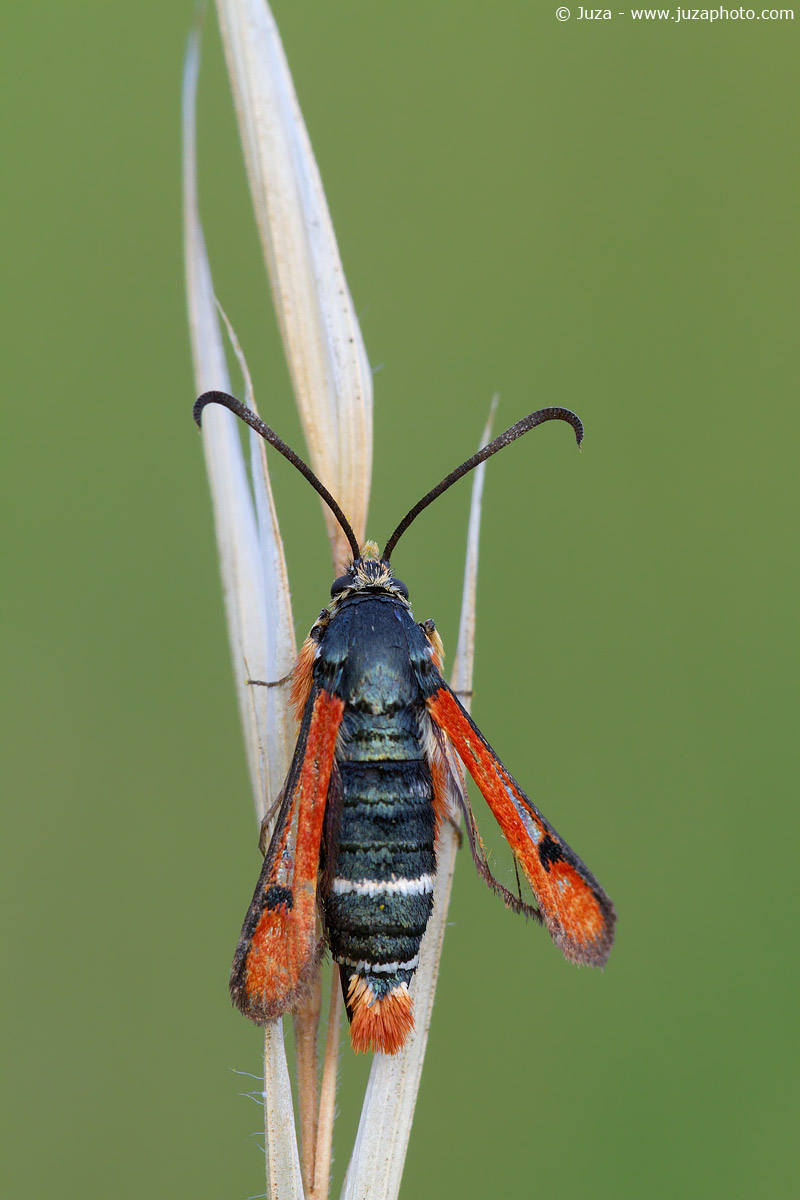 Pyropteron minianiforme, 017181