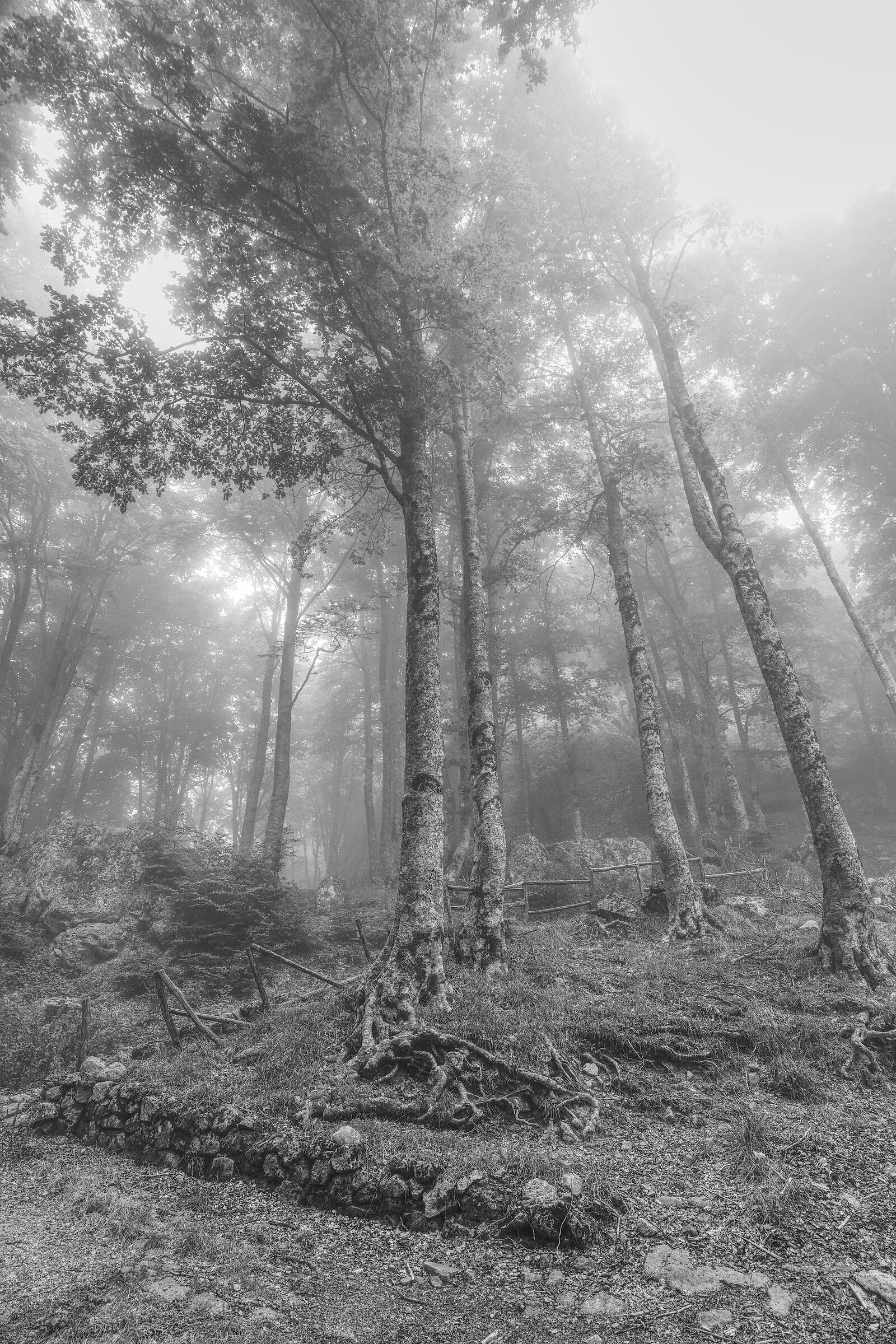 Alberi avvolti dalla nebbia