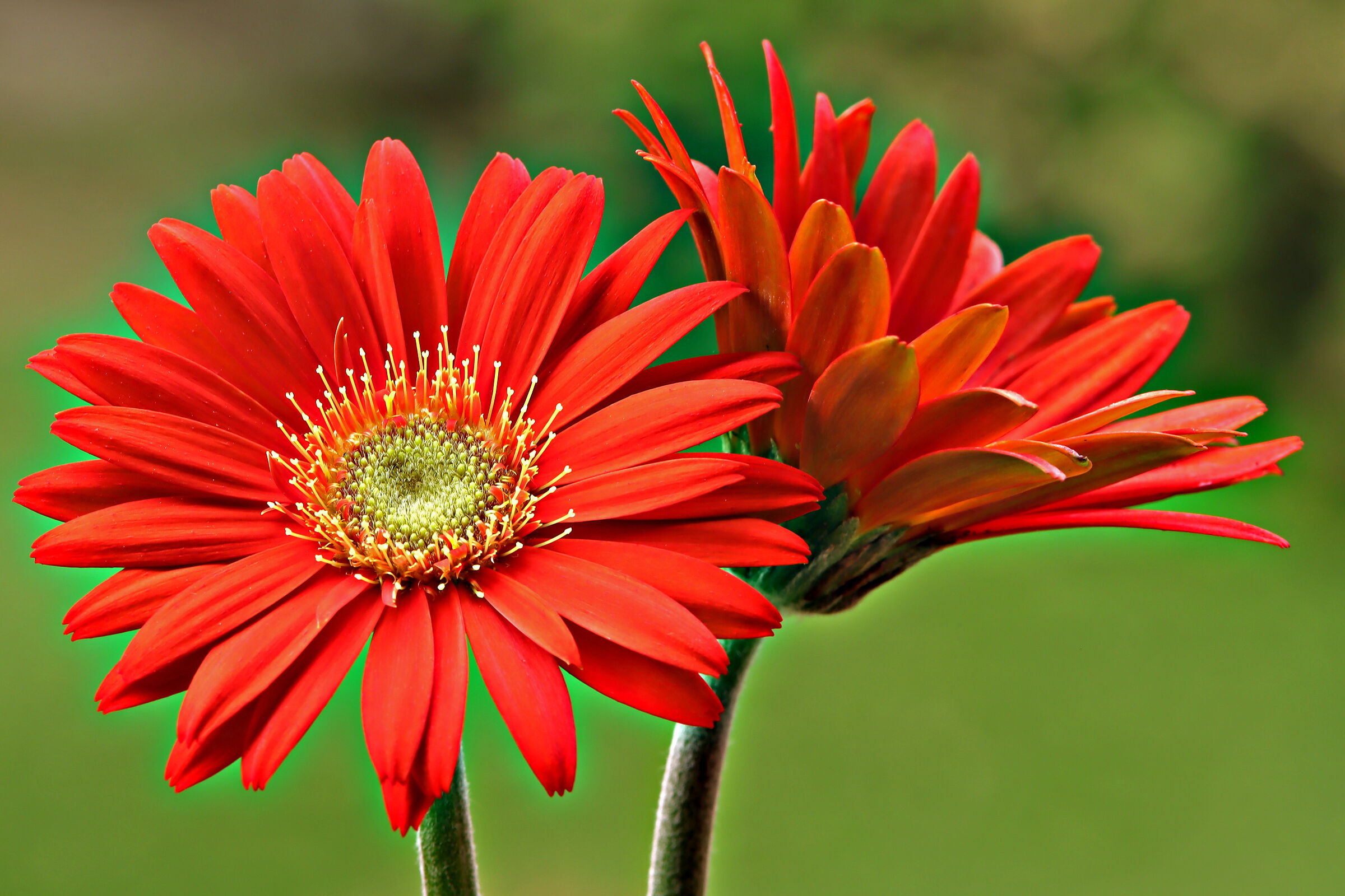 Gerbera