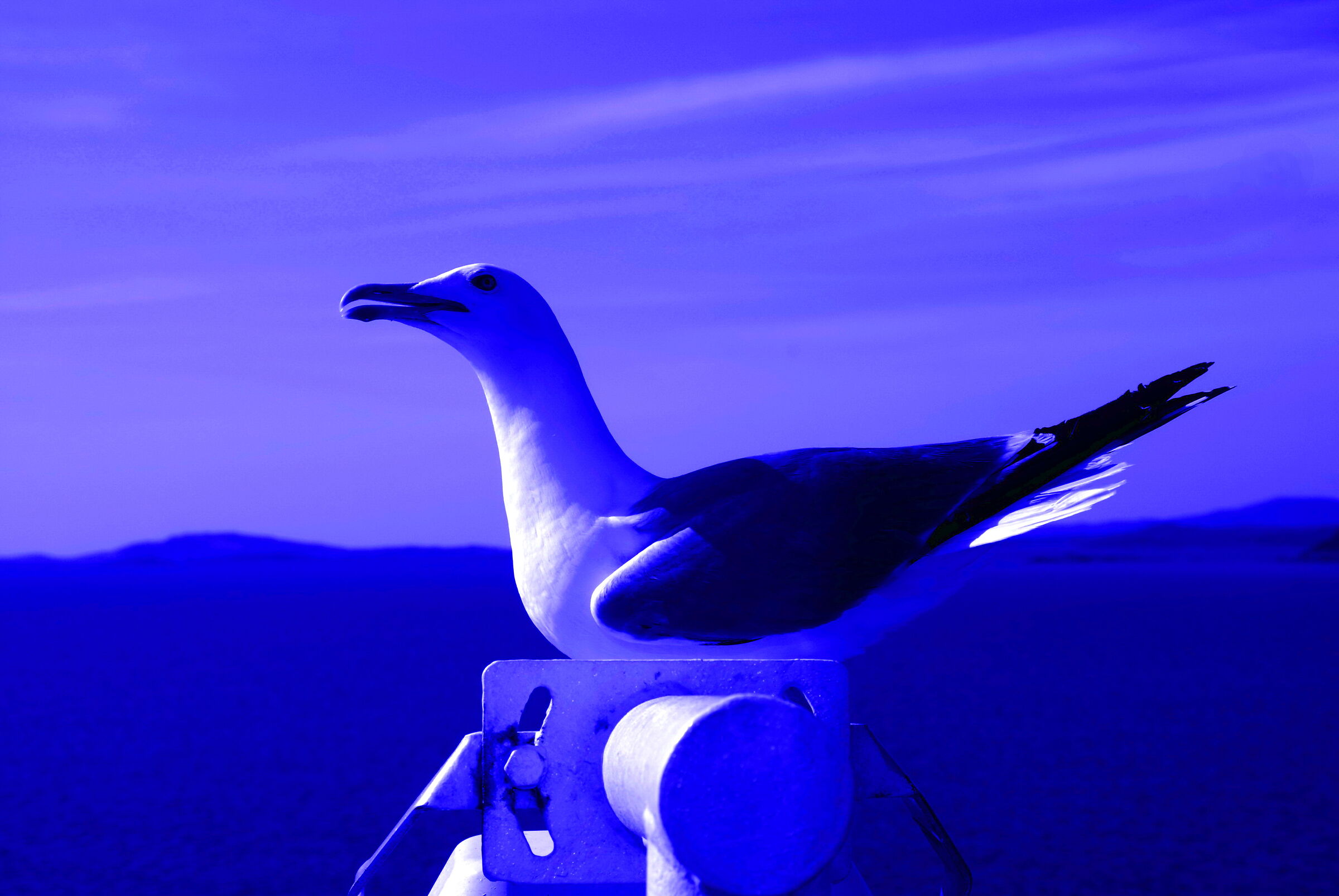 Blue gull