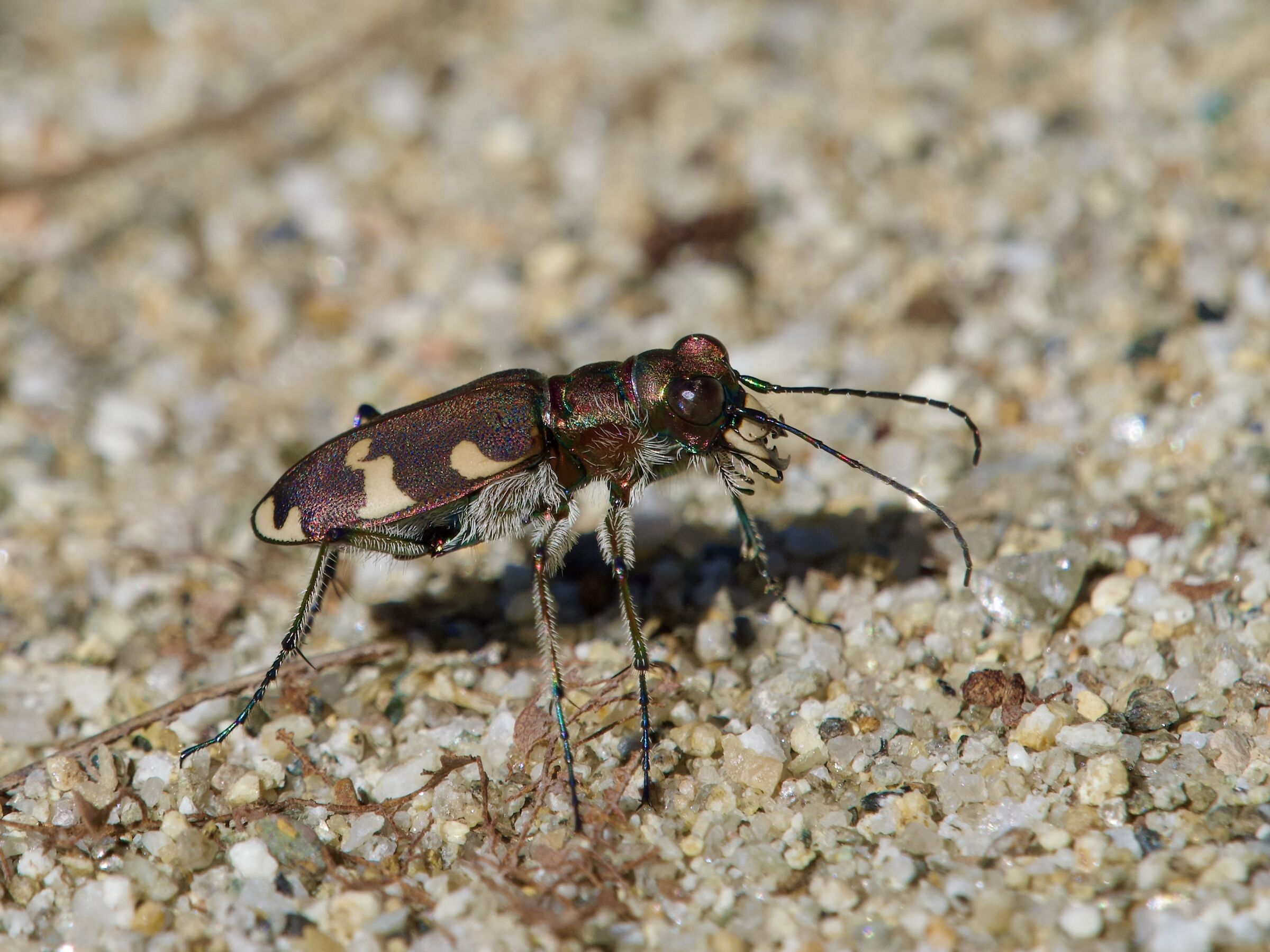 Cicindela hybrida