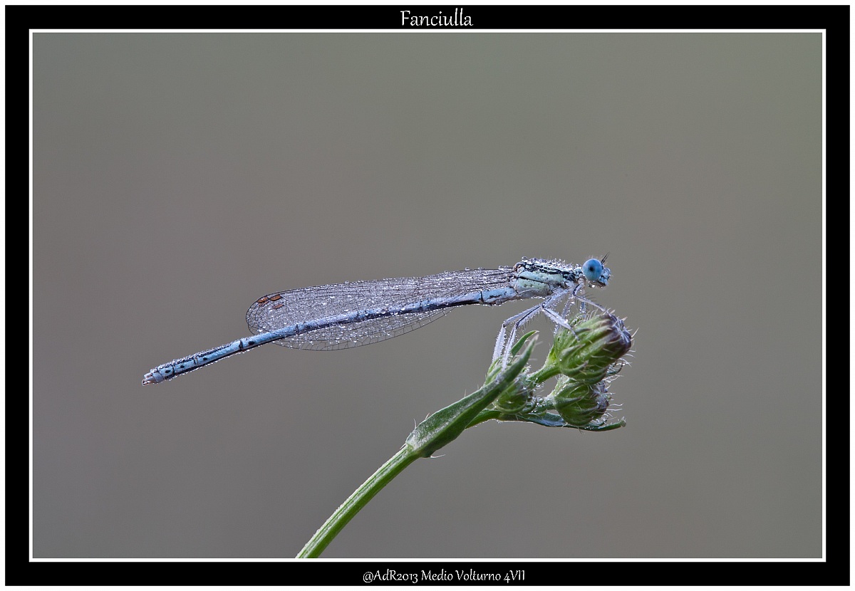 Fanciulla dal fiore chiuso