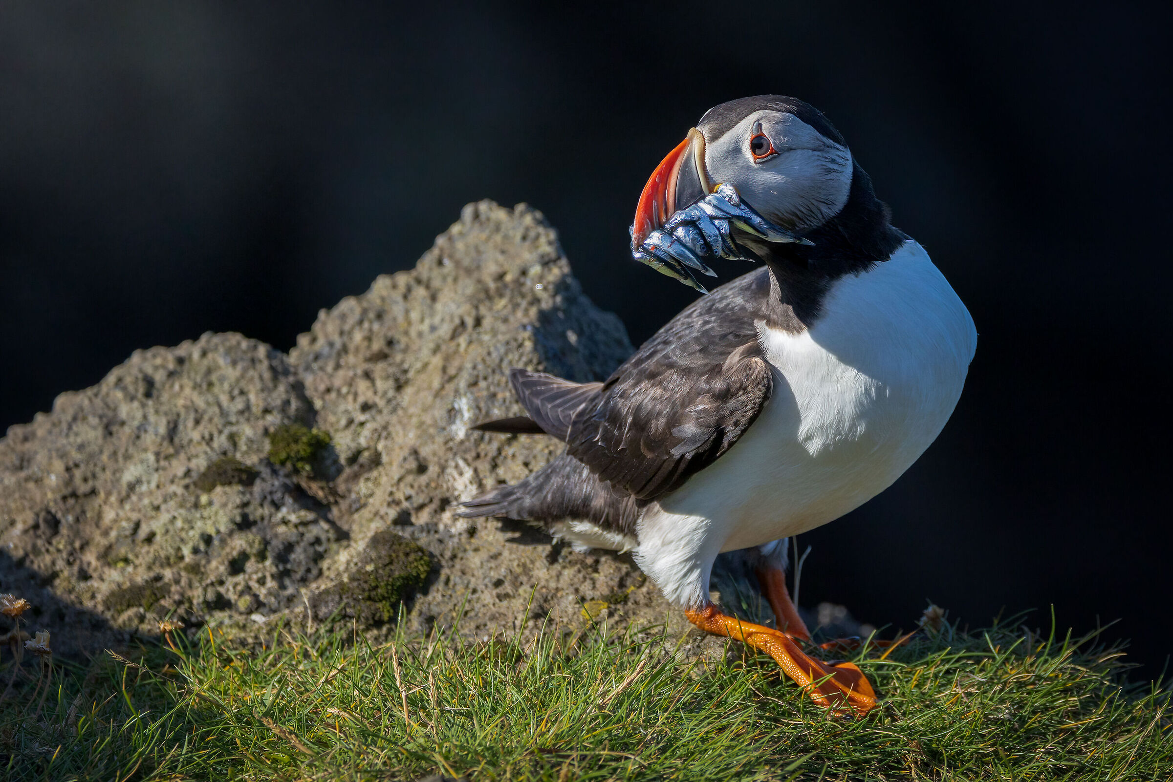 Puffin with prey