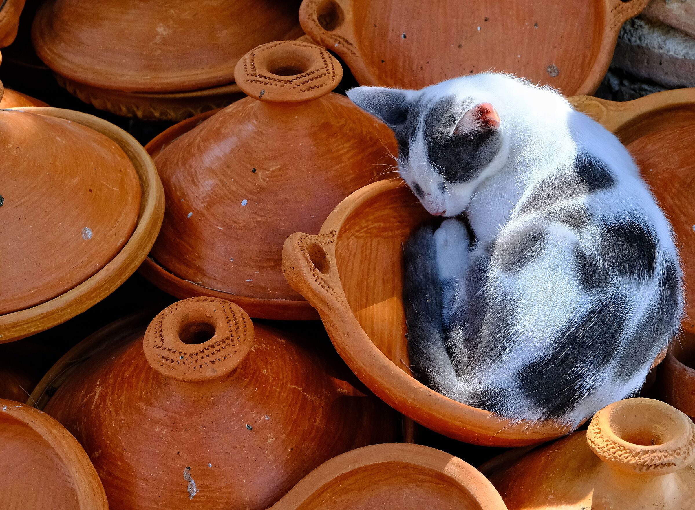 Micio in tajine