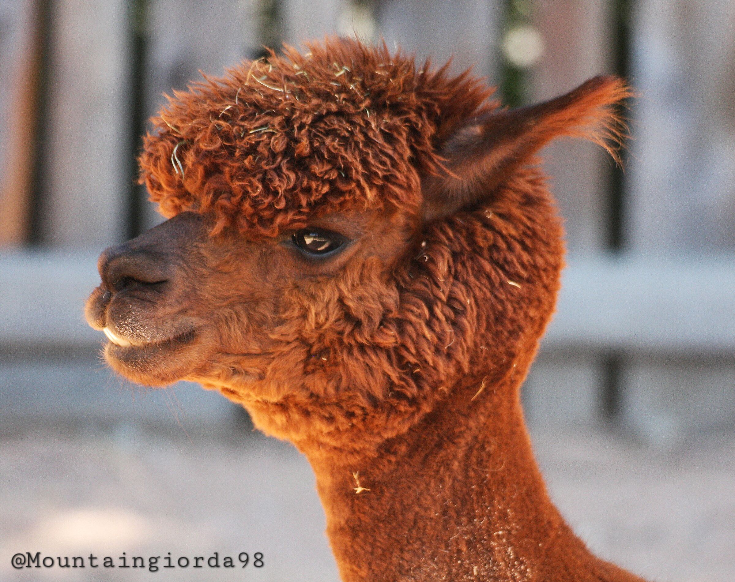 Alpaca