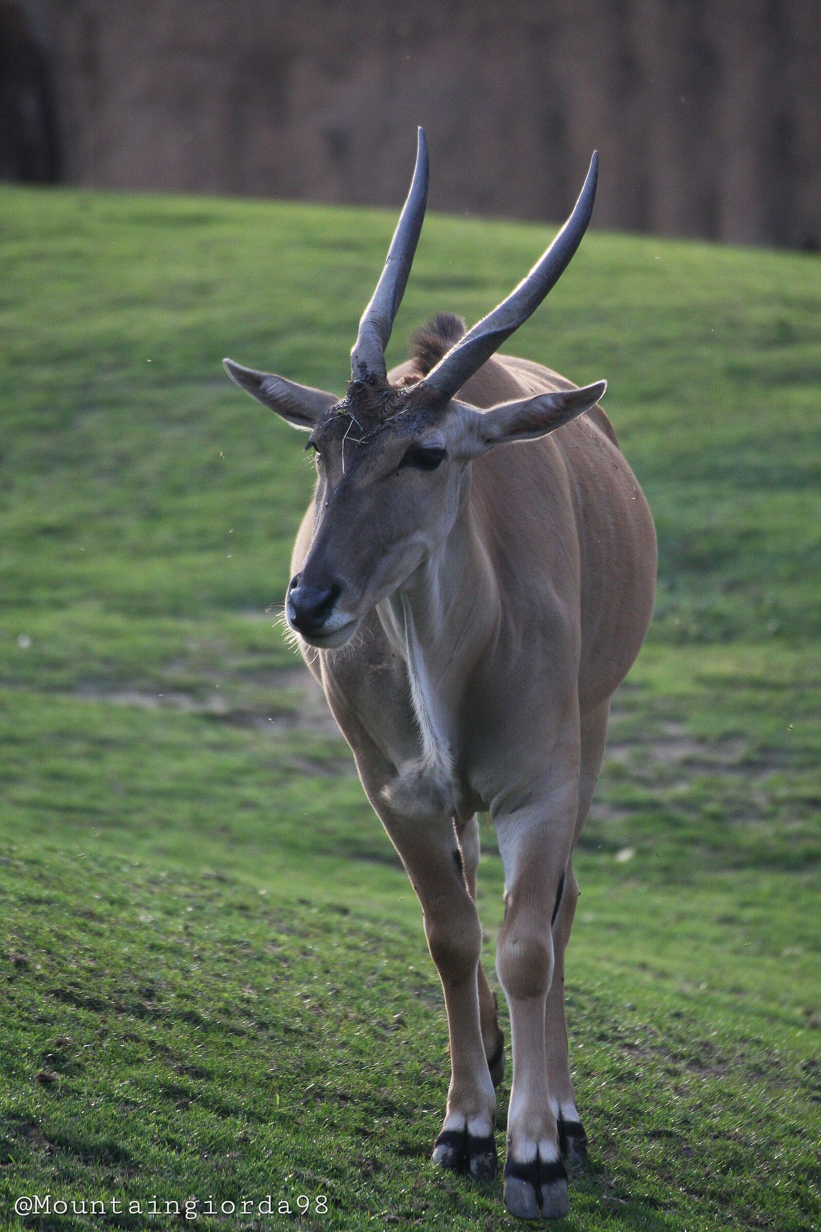 Antilope