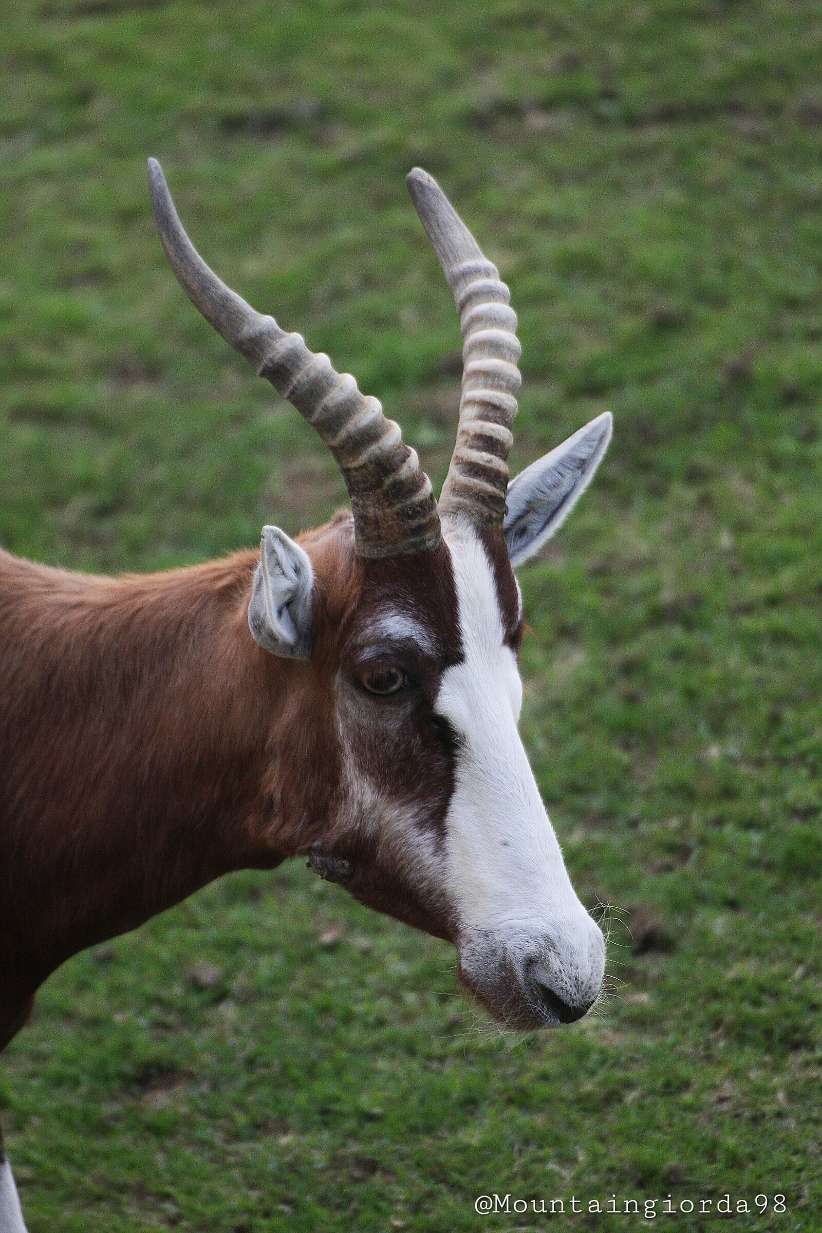 Antilope