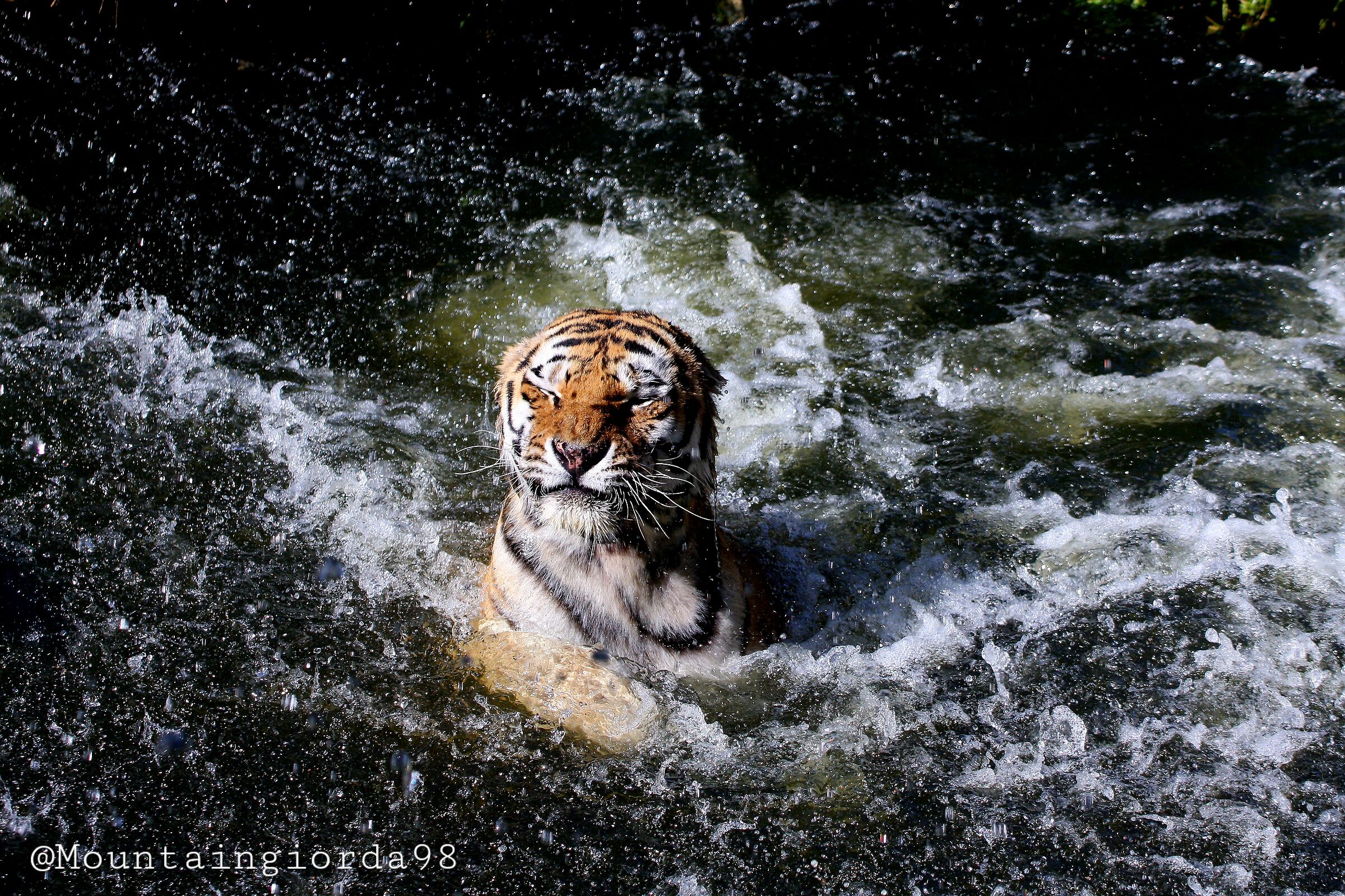 Tigre che fa il bagno