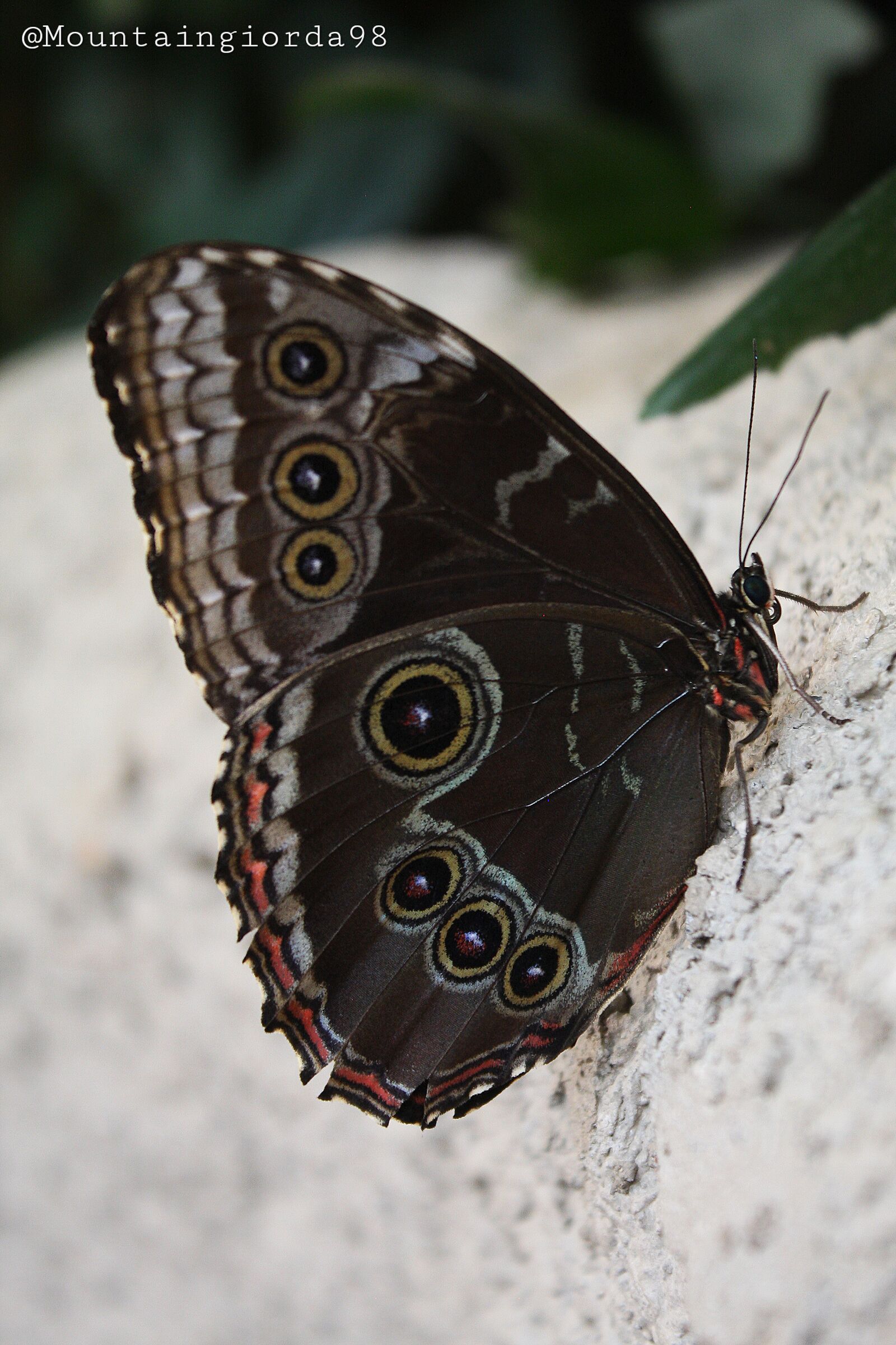Farfalla morpho menelaus