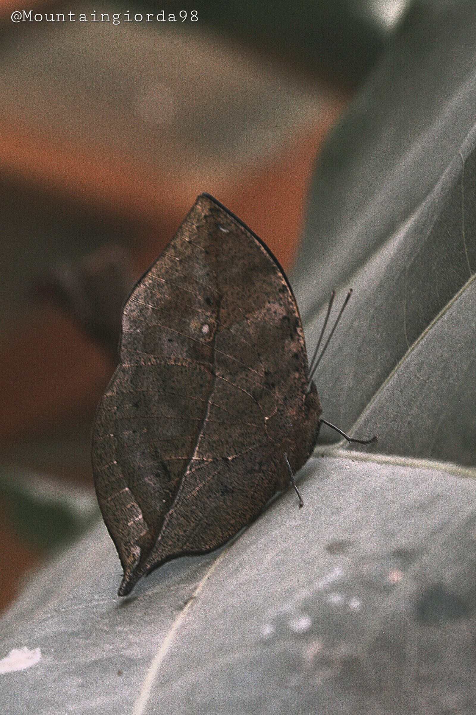 Farfalla Kallima Inachus