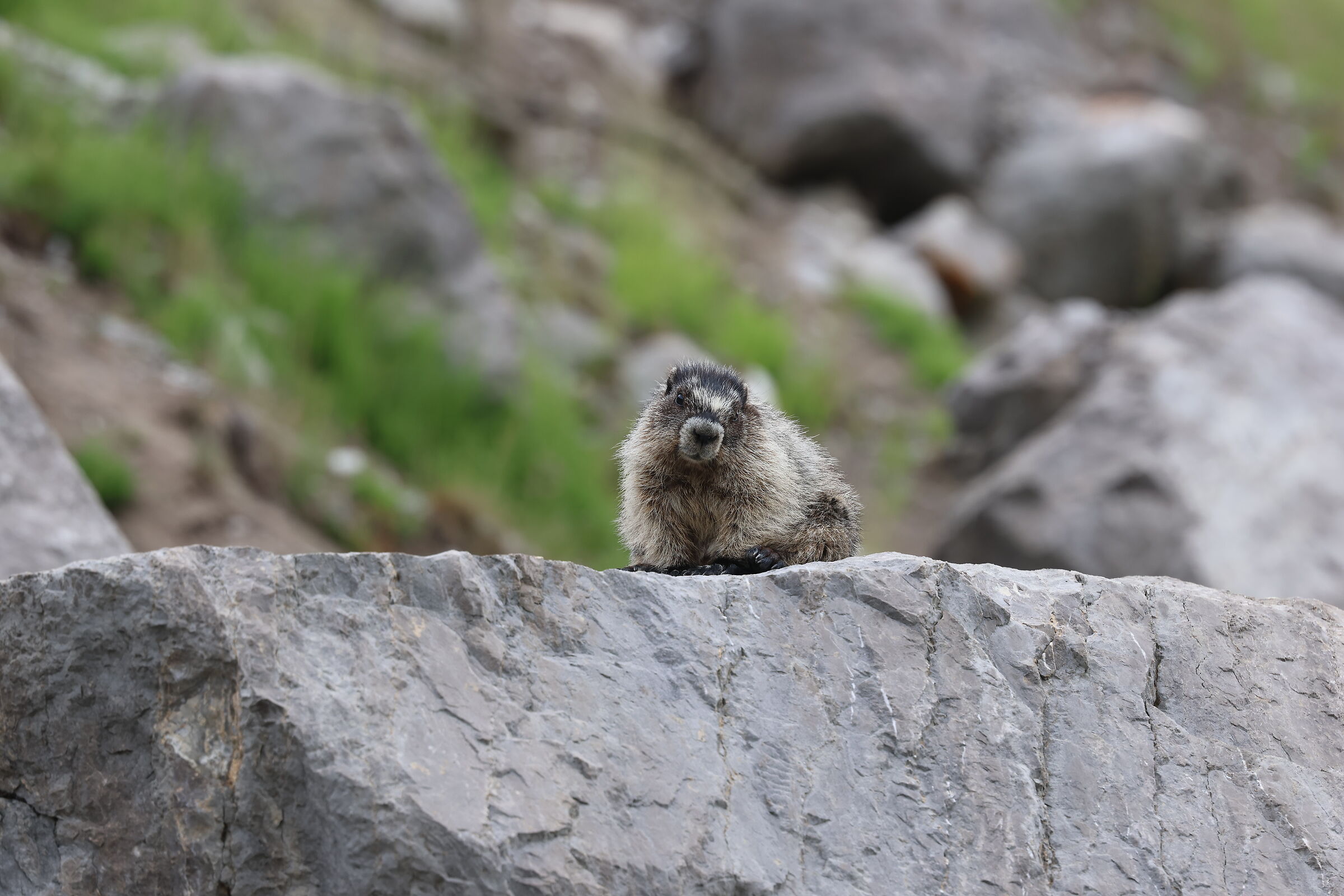 Medicine Lake AL (Canada) - marmotta