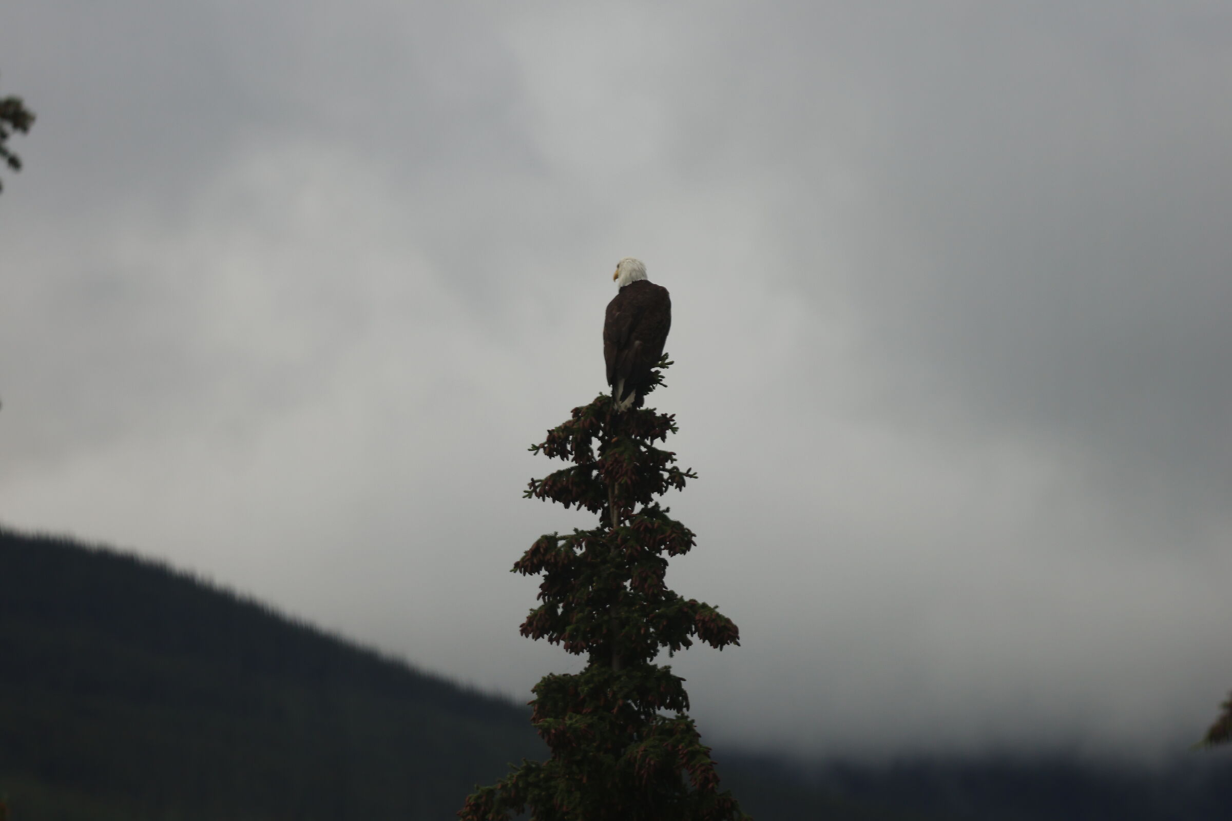 Medicine Lake, AL (Canada) - bold eagle