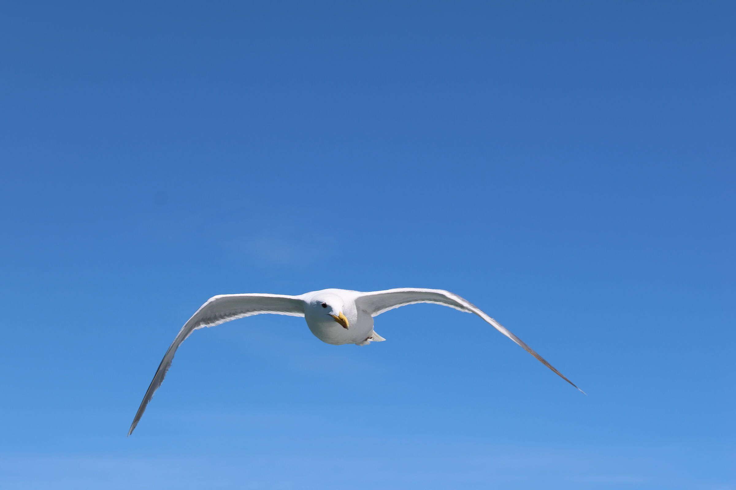Strait of Georgia, BC (Canada) - gabbiano