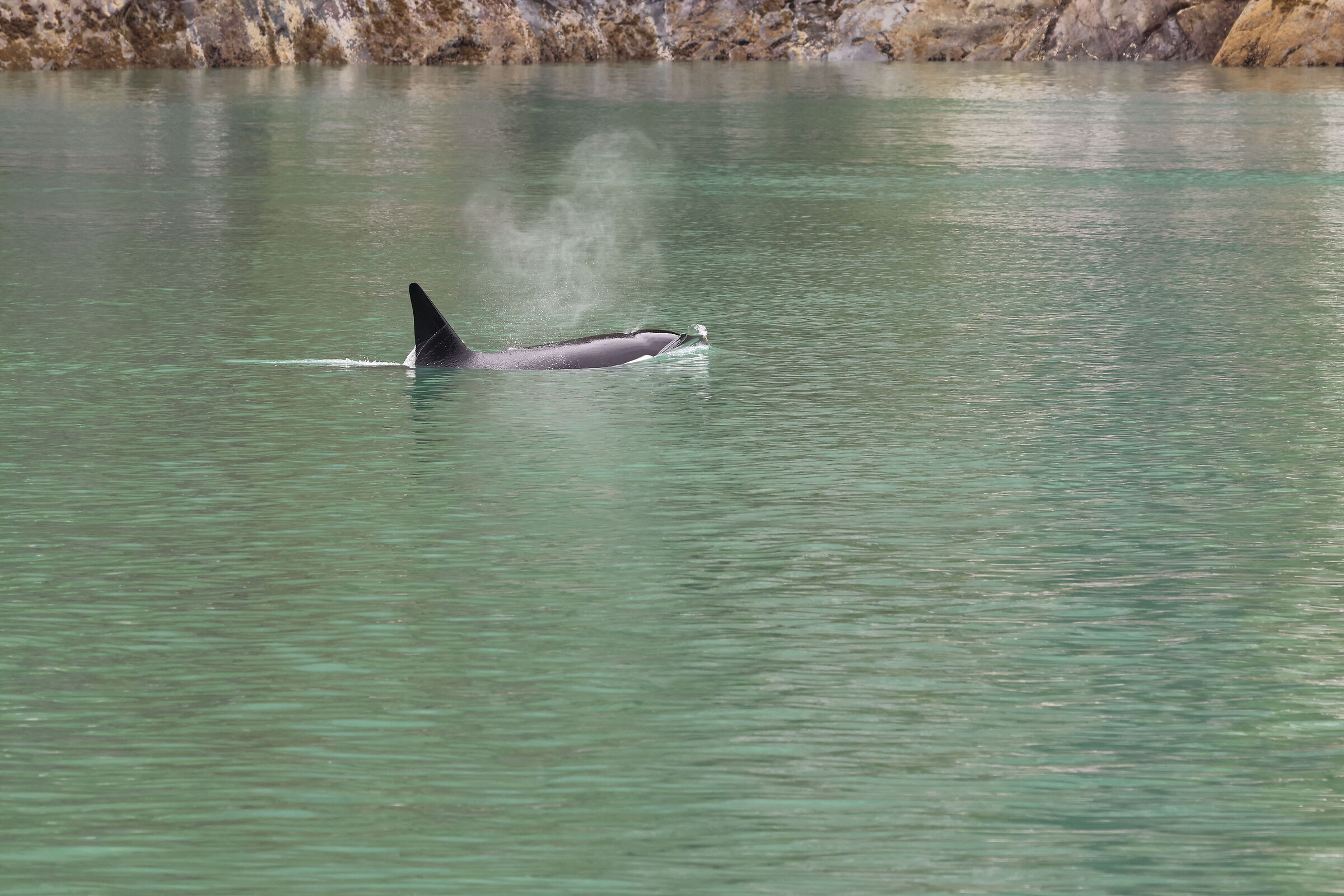 Tracy Arm Fjord, Alaska - orca