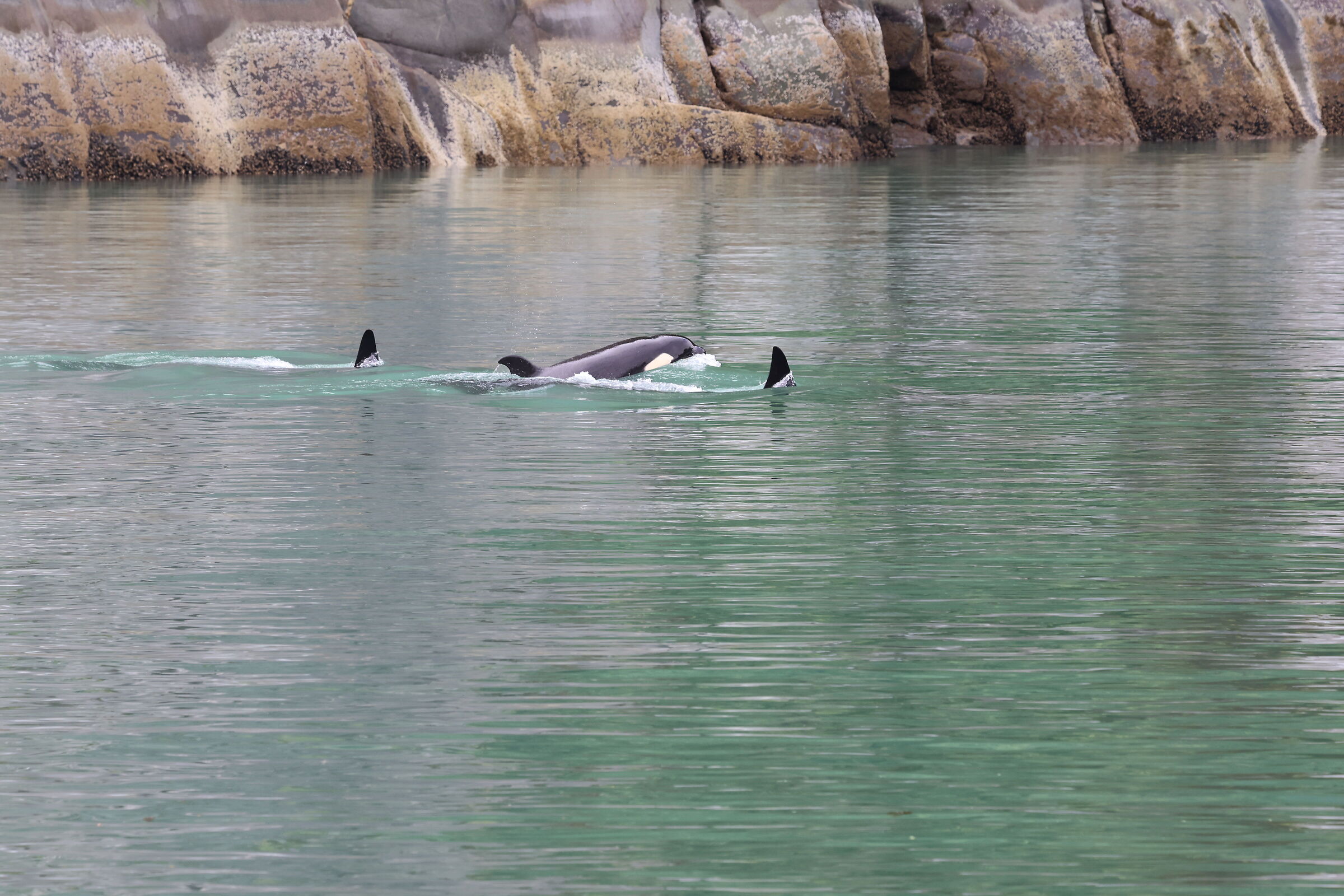 Tracy Arm Fjord, Alaska - tre orche