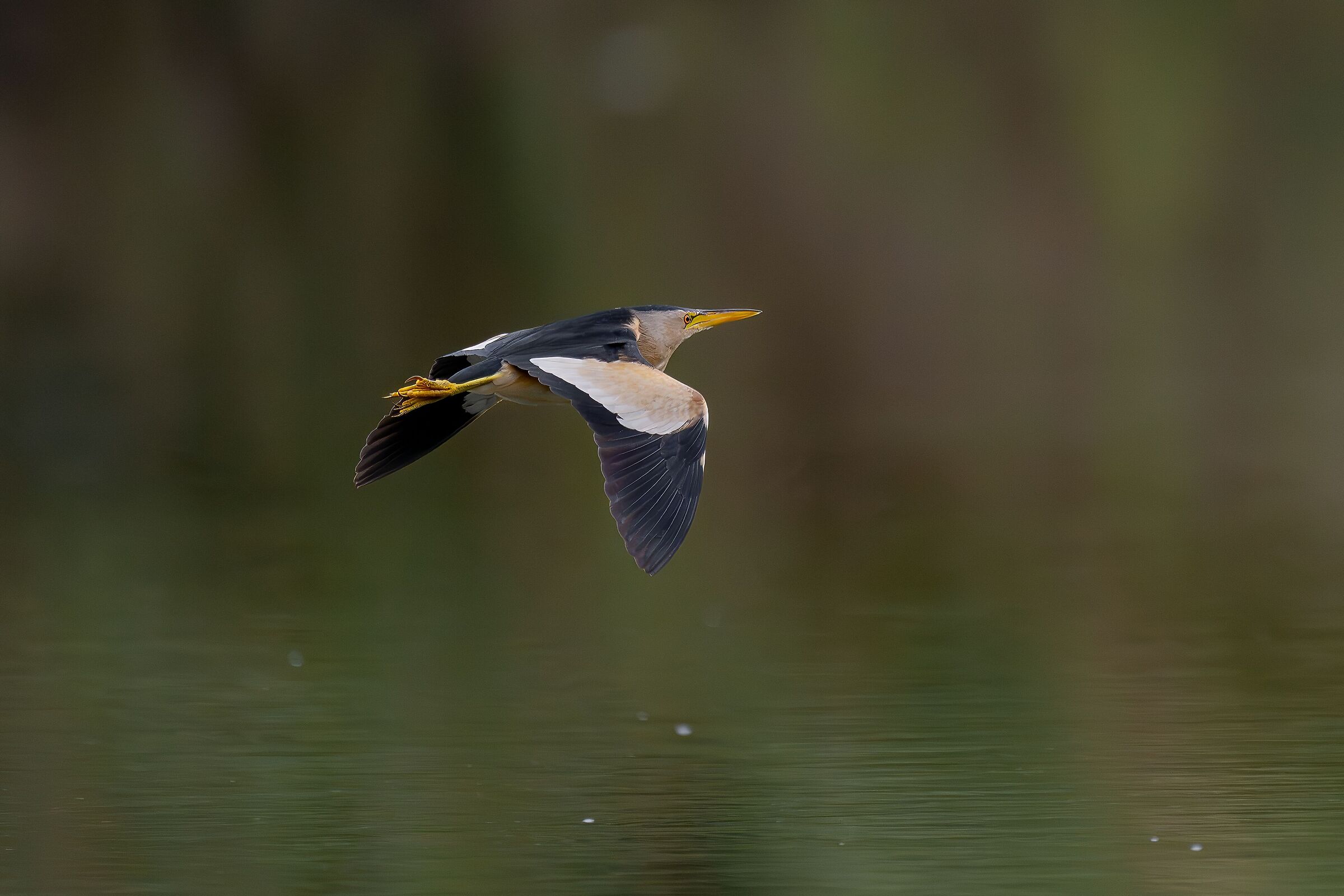 Little Bittern in Flight 2