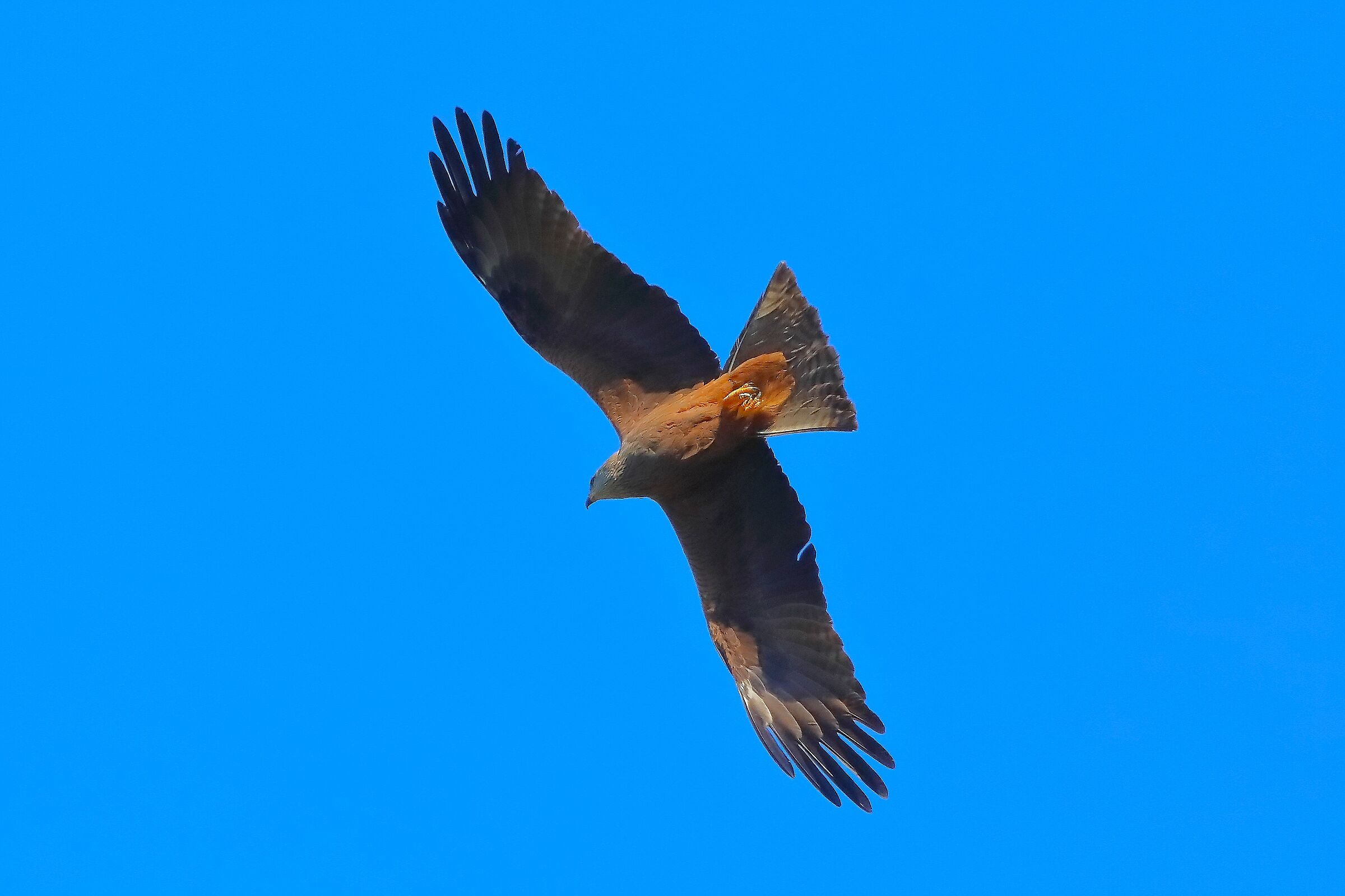 Nibbio bruno 01 aprile 2025 - 0053