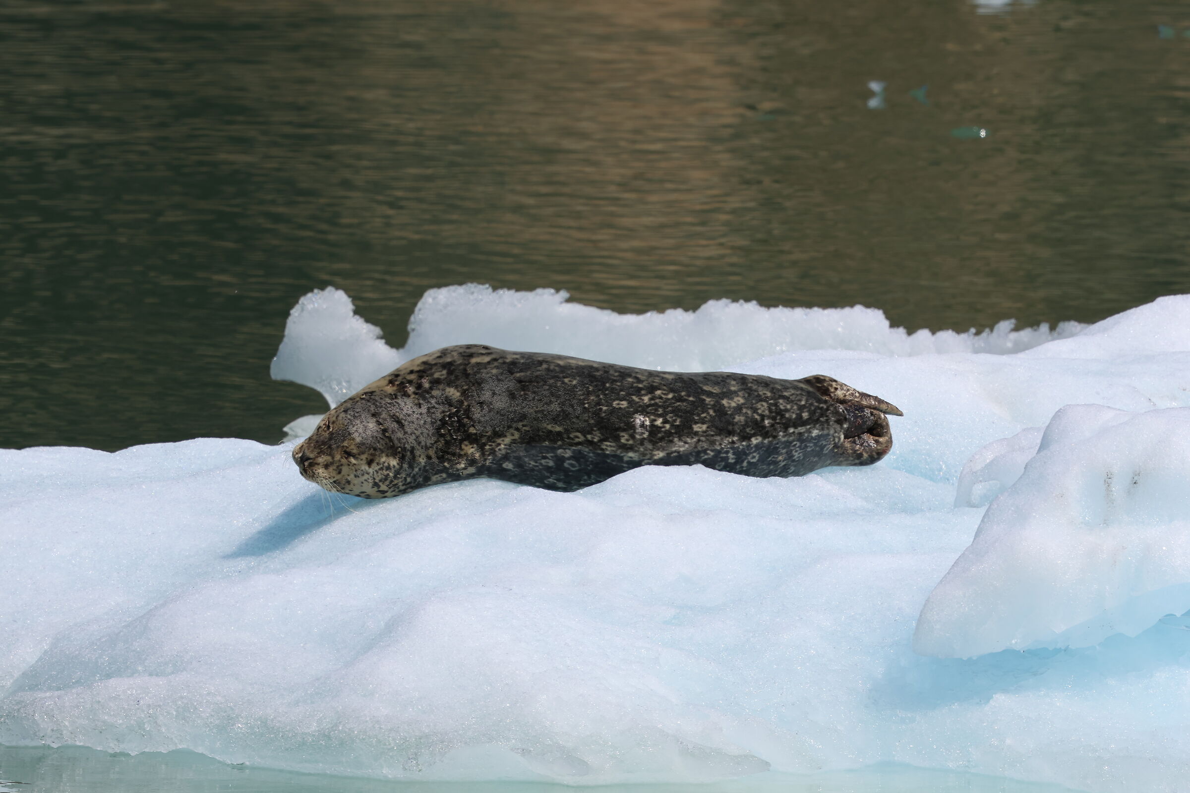 Tracy Arm Fjord, Alaska - foca degli anelli
