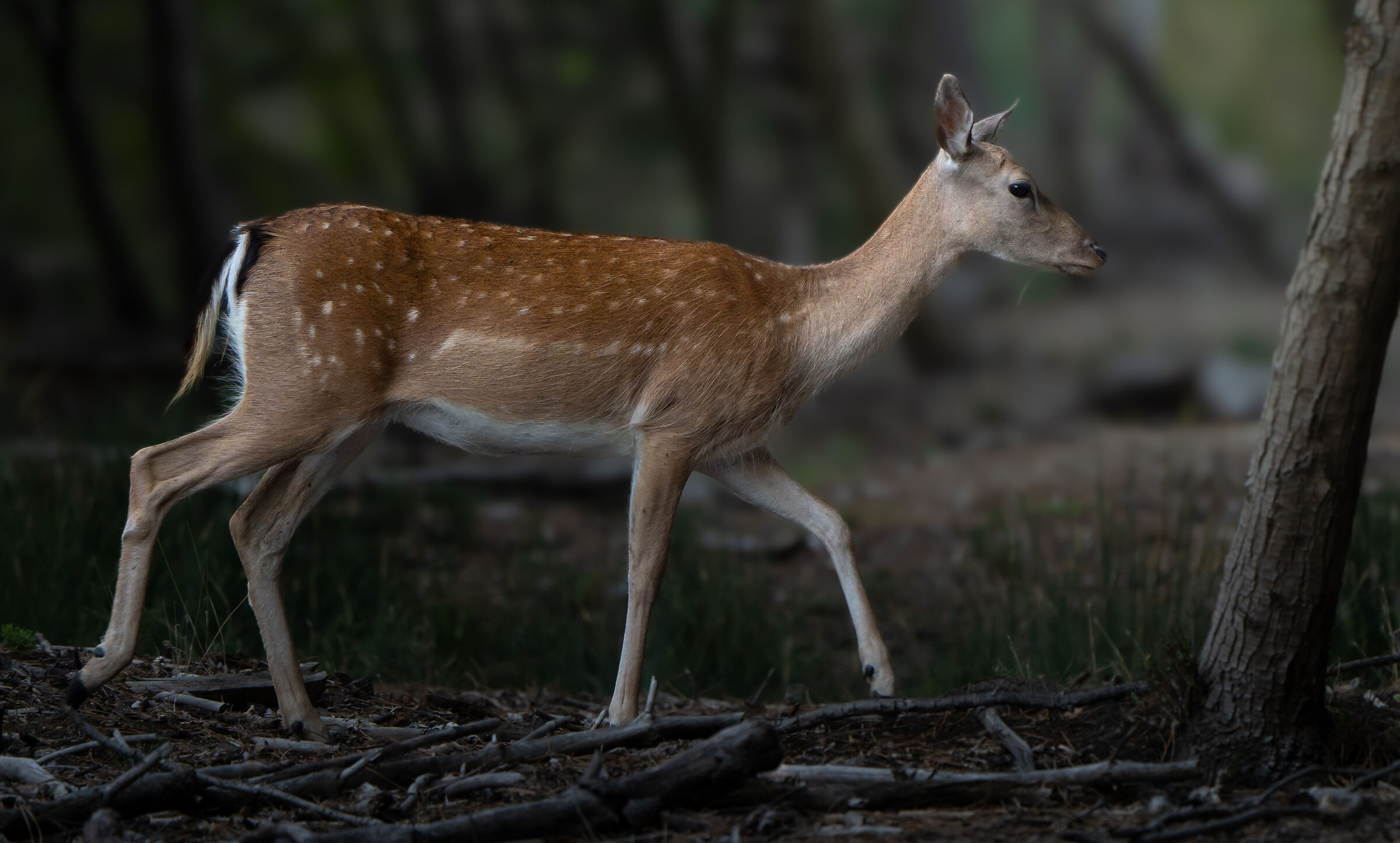 Eleganza del daino