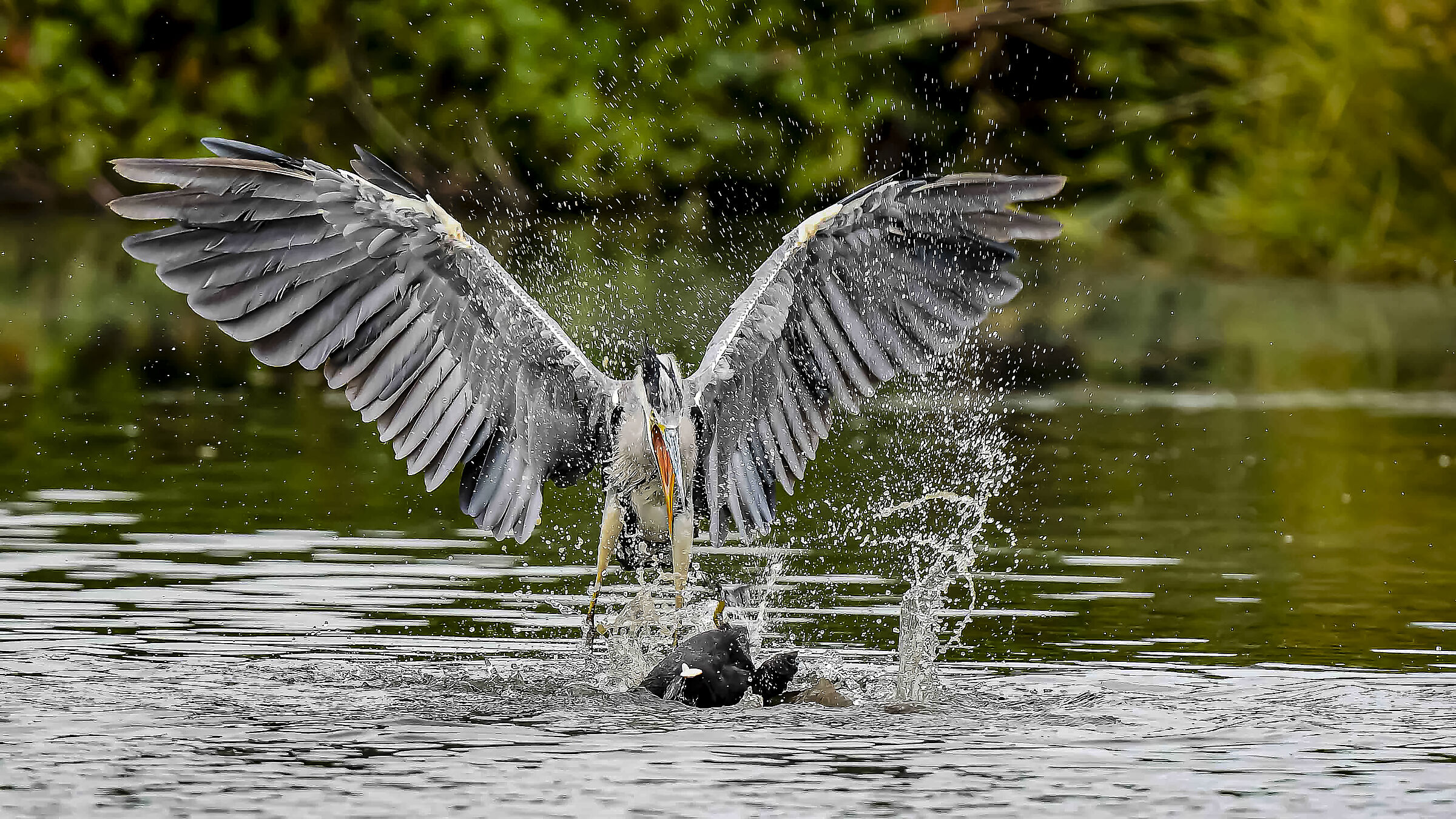 Discussioni Il Gigante e la Folaga !!