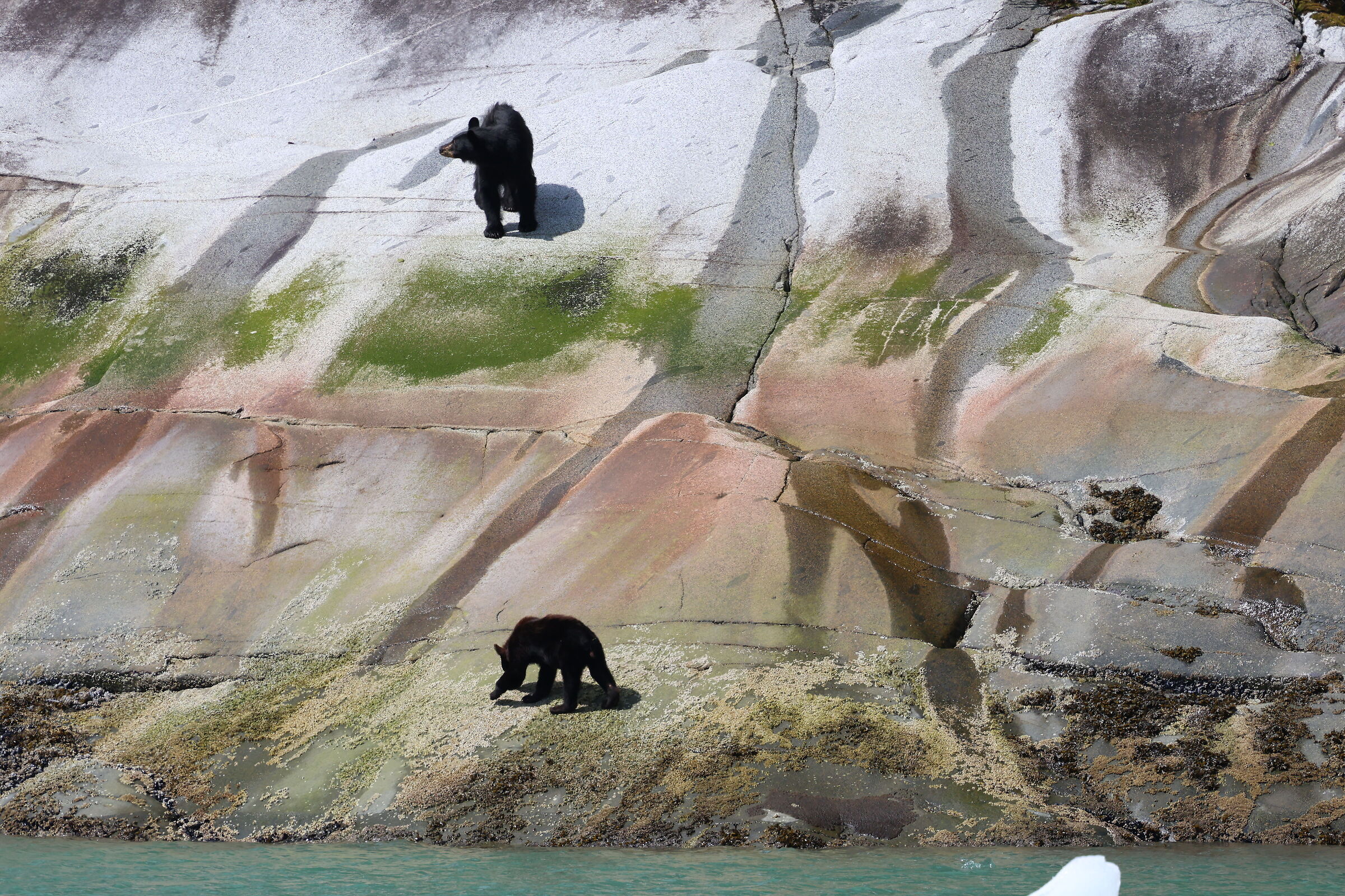 Tracy Arm Fjord, Alaska - orso bruno