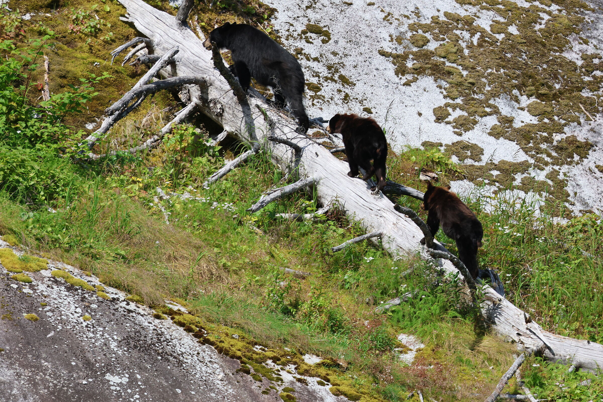 Tracy Arm Fjord, Alaska - orso bruno