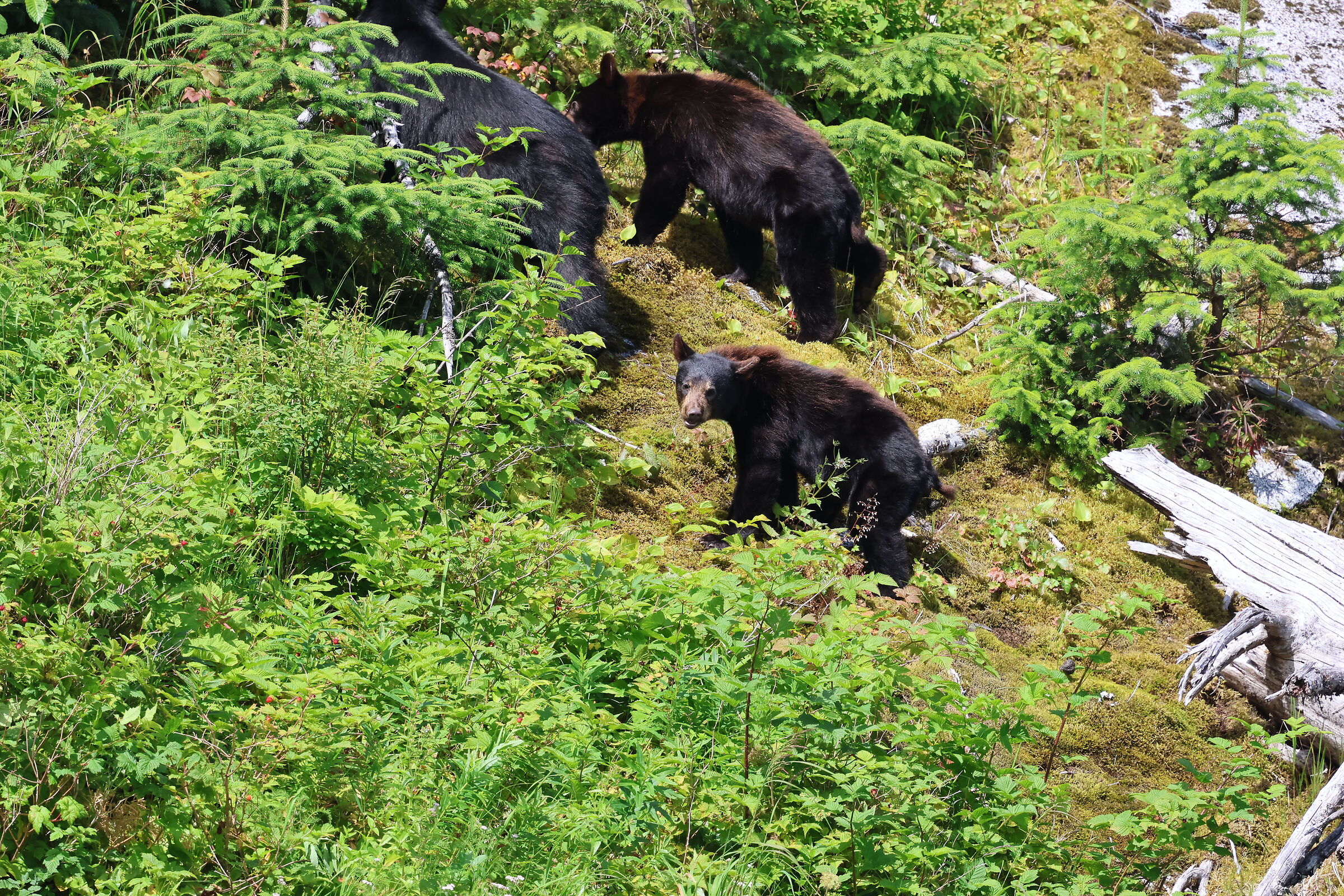 Tracy Arm Fjord, Alaska - orso bruno