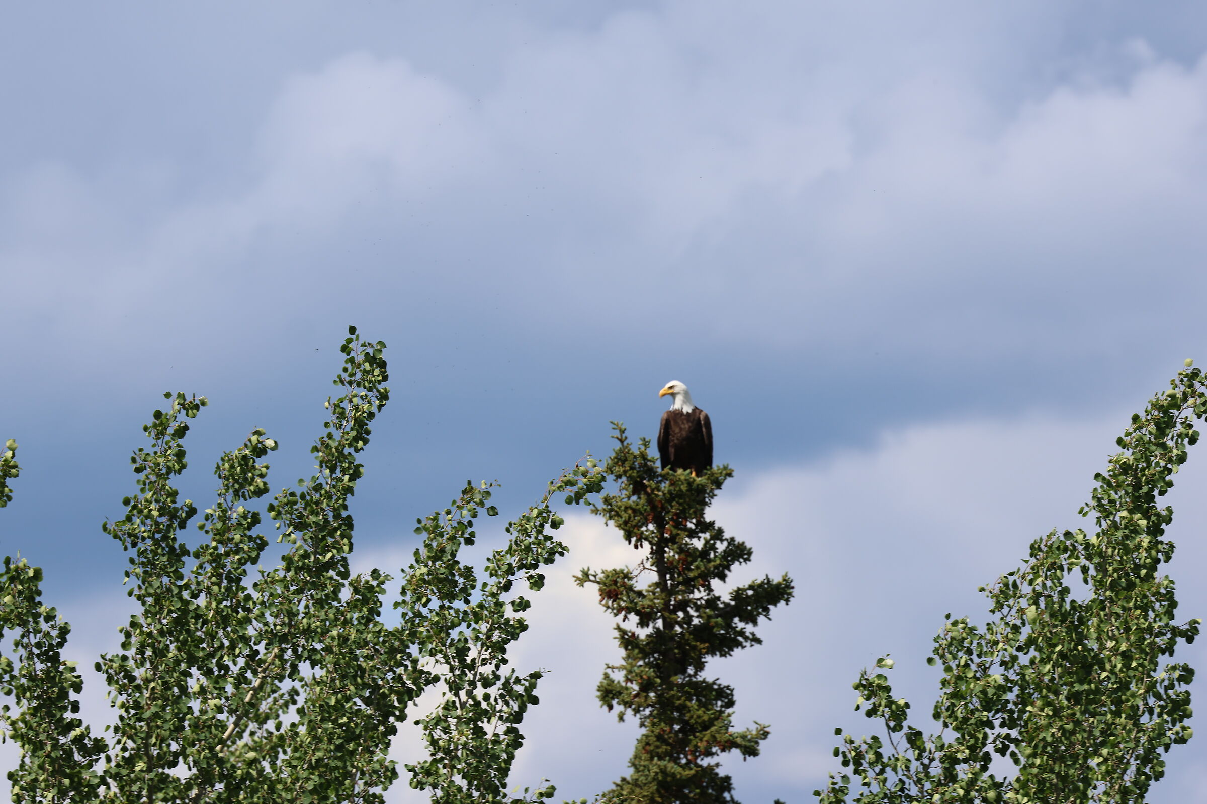 Bennet Lake, Yukon (Canada) - bald eagle