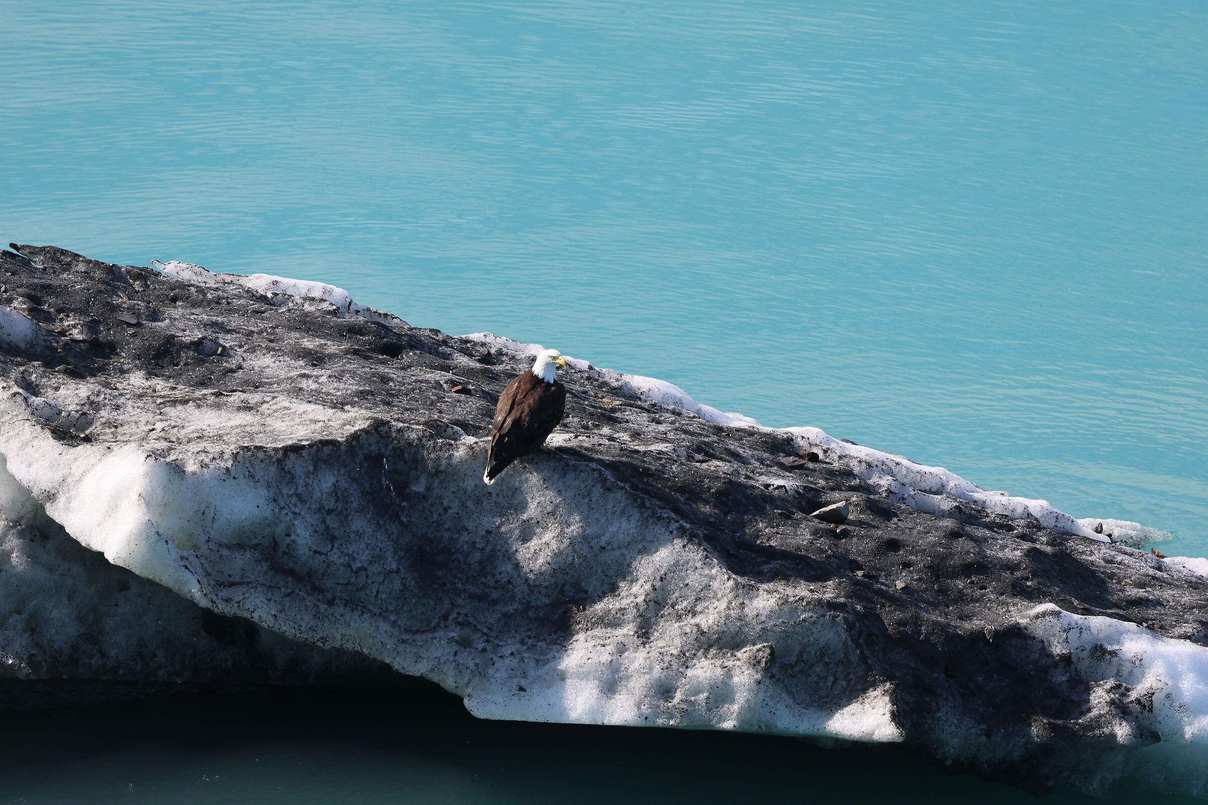 Glacier Bay, Alaska - bald eagle