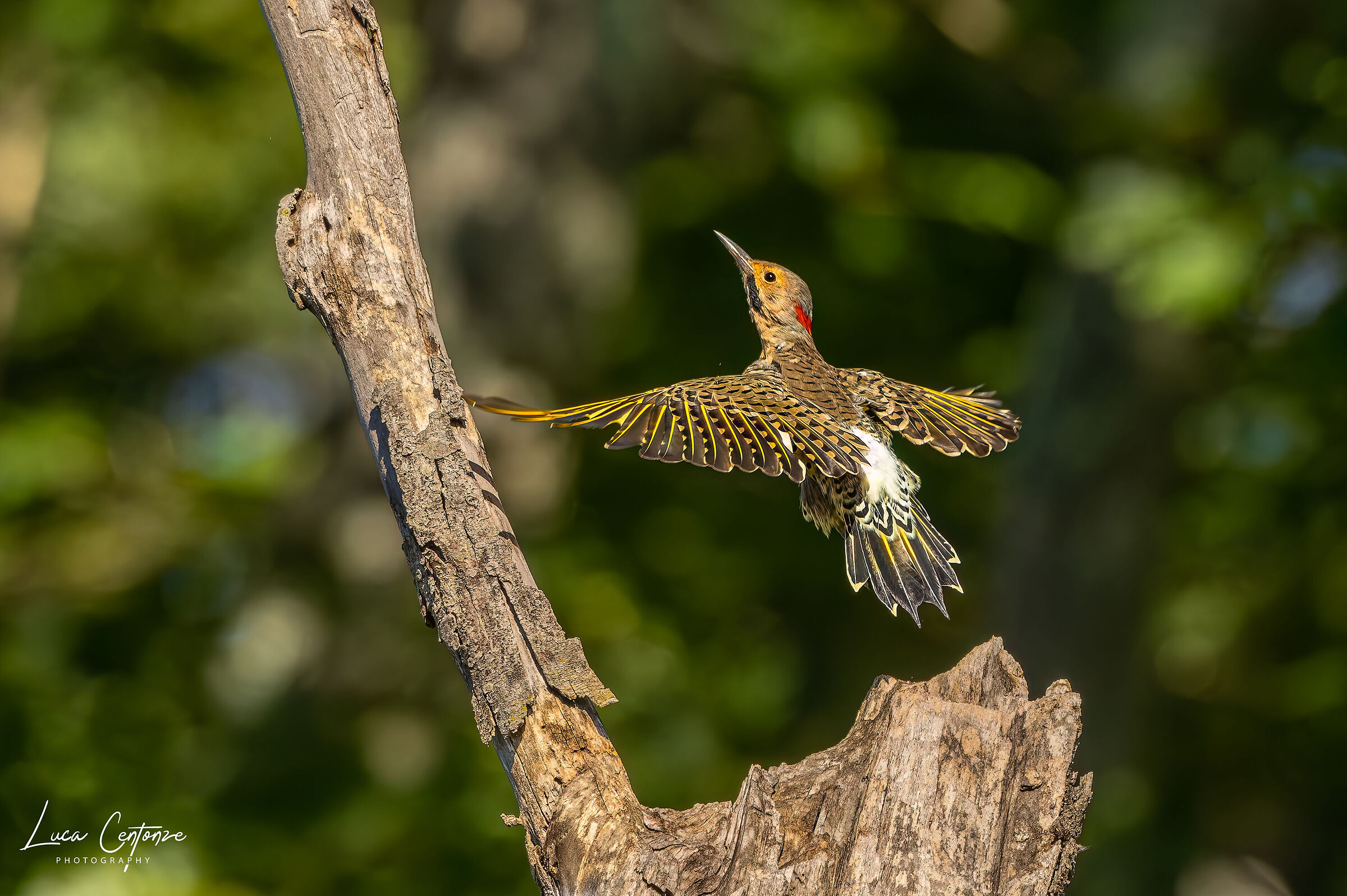 Northern Flicker (Colaptes auratus)