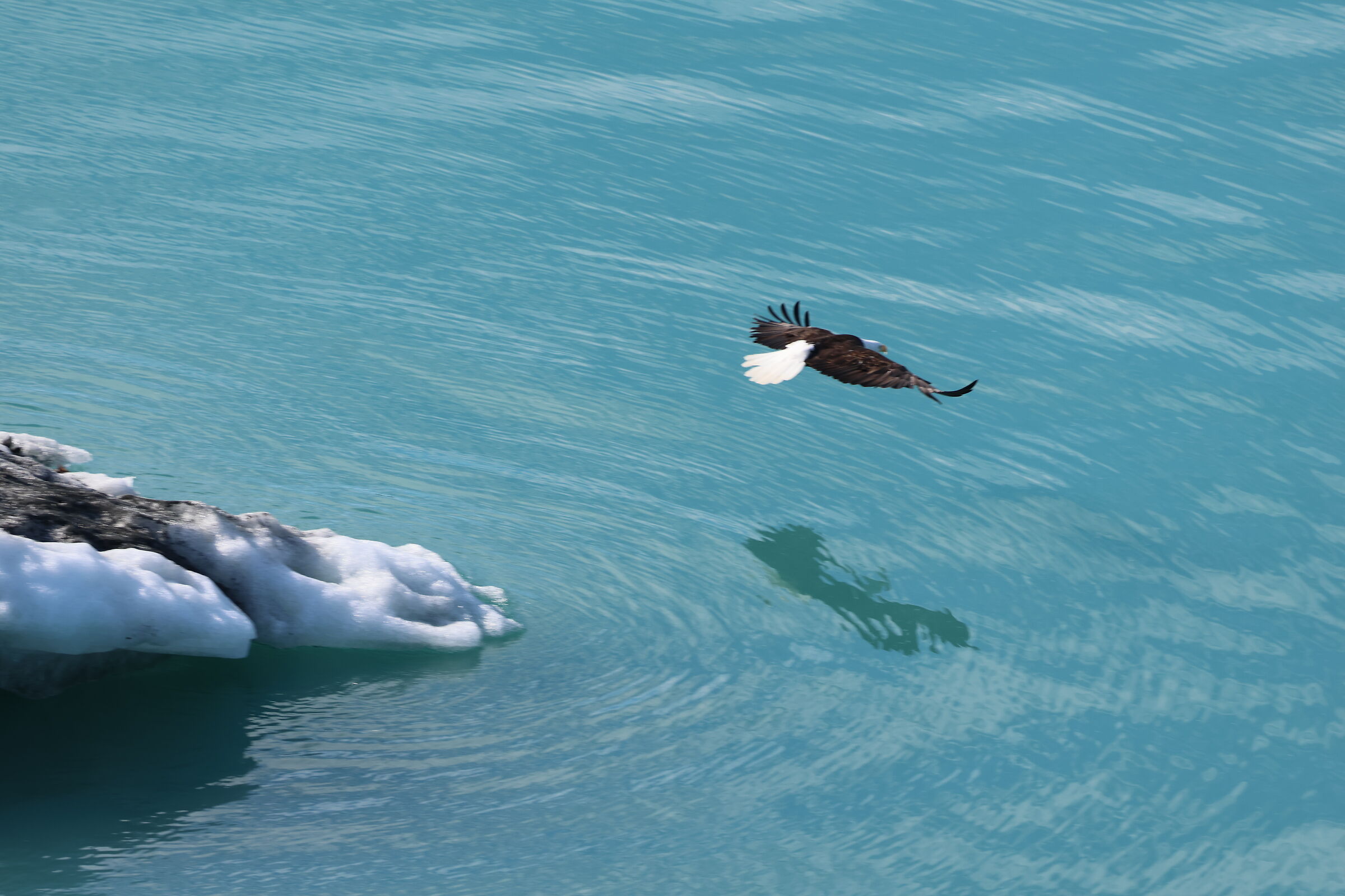 Glacier Bay, Alaska - bald eagle