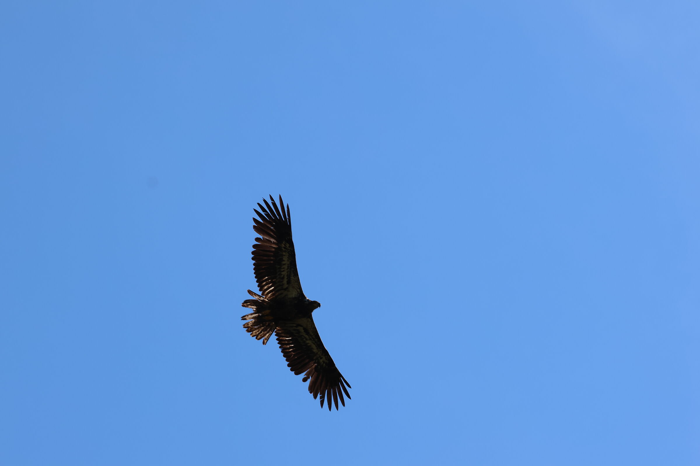Neets Bay, Alaska - sea eagle