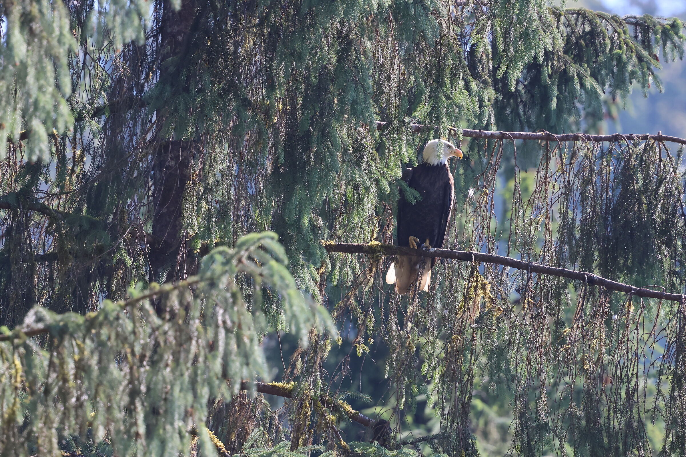 Neets Bay, Alaska - bald eagle