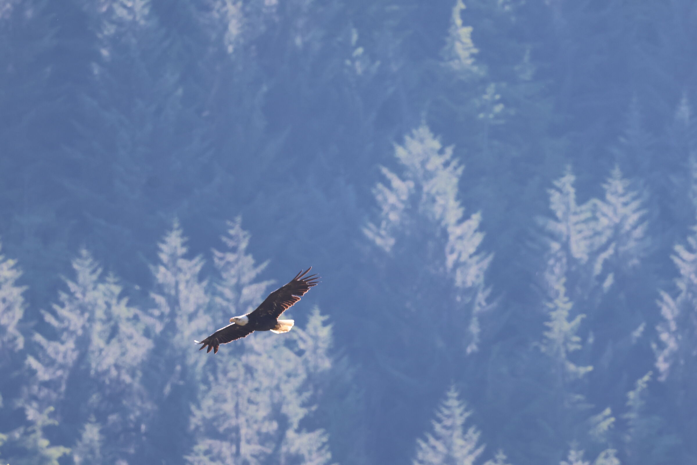 Neets Bay, Alaska - bald eagle