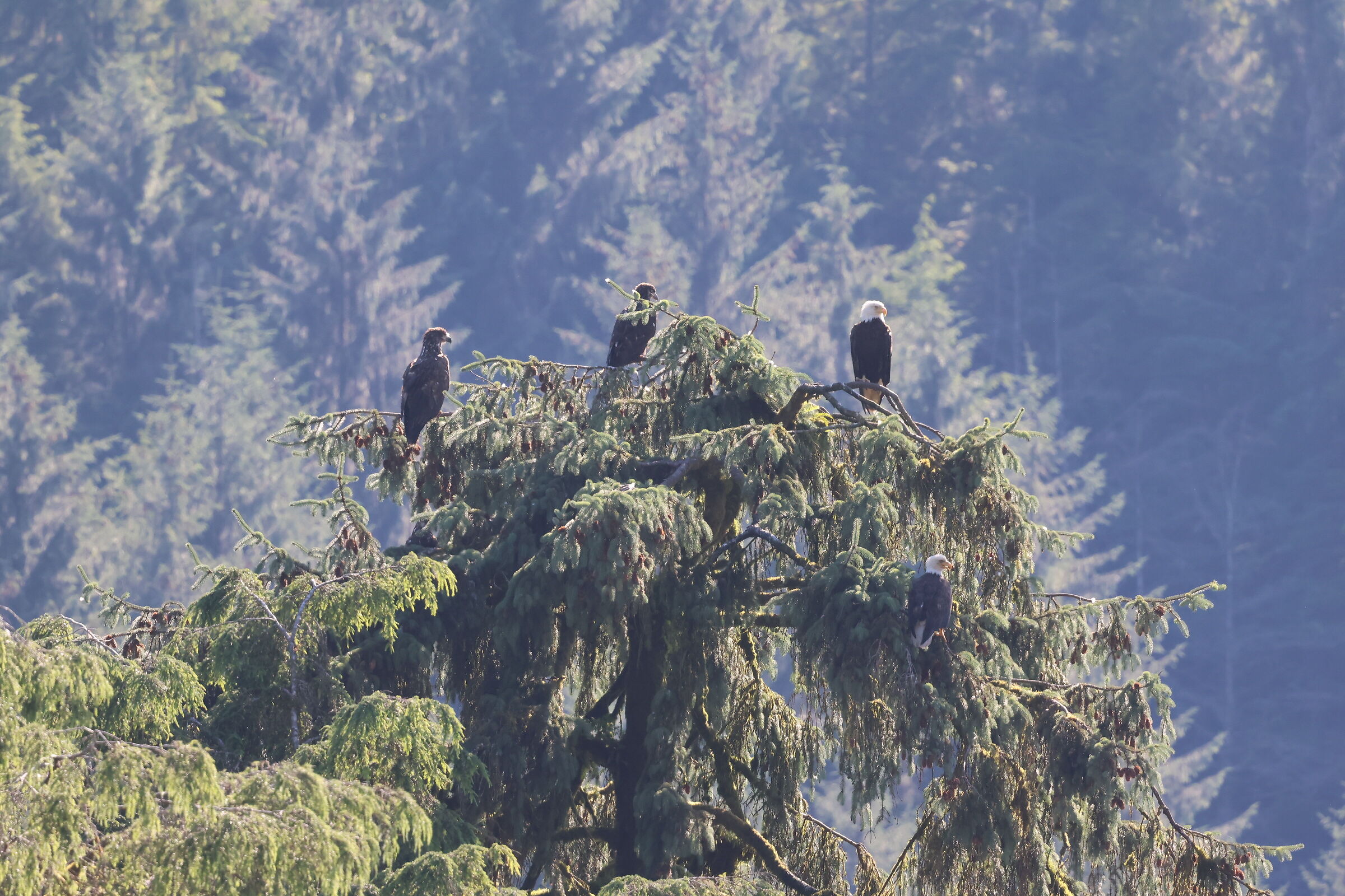 Neets Bay, Alaska - sea eagle e bald eagle