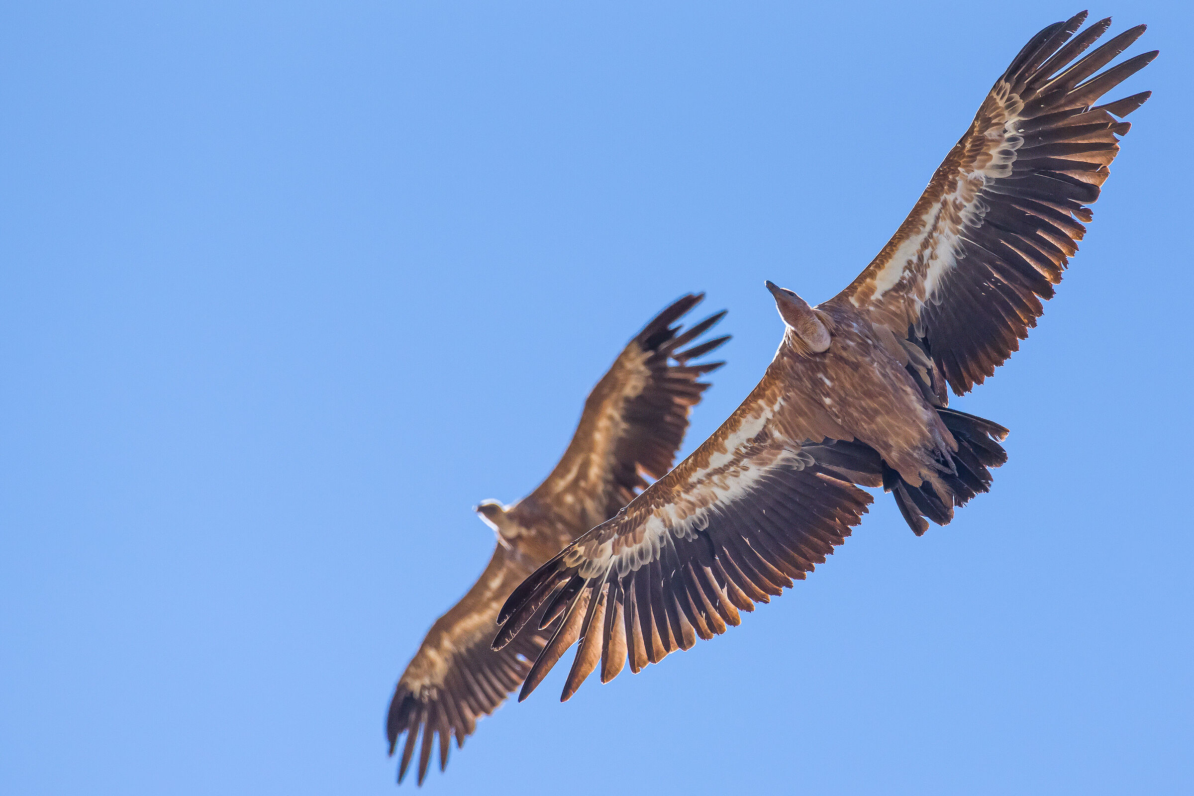 fulvus