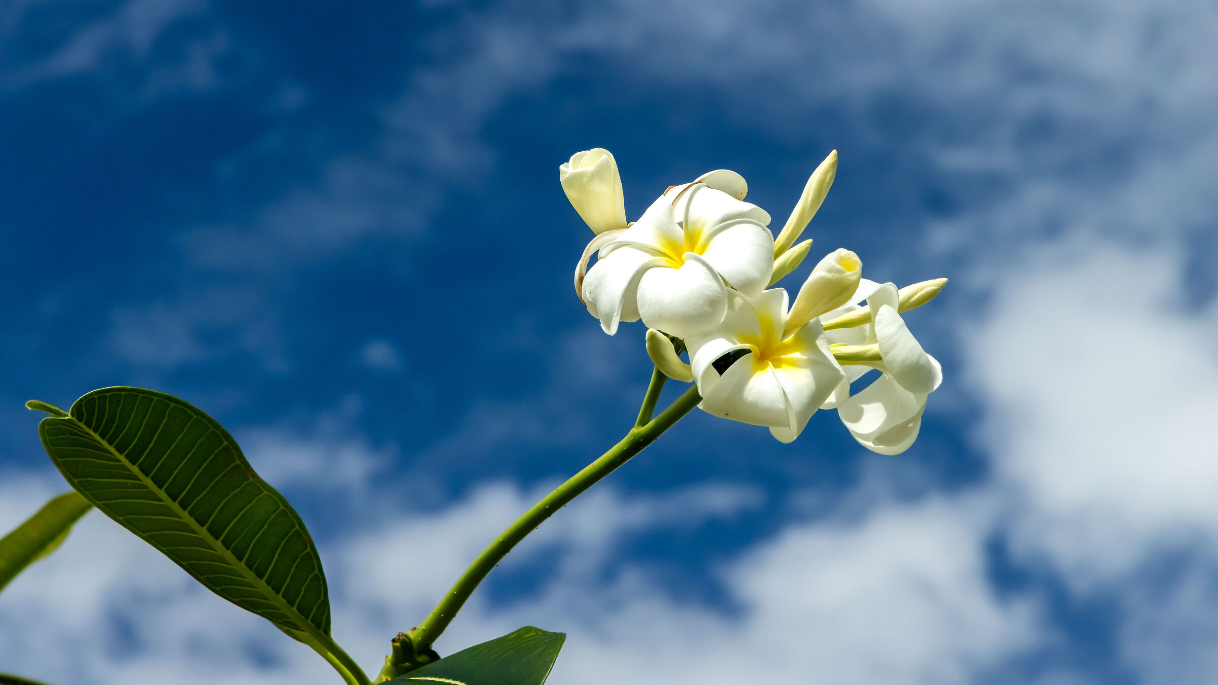 Fiori Polinesiani