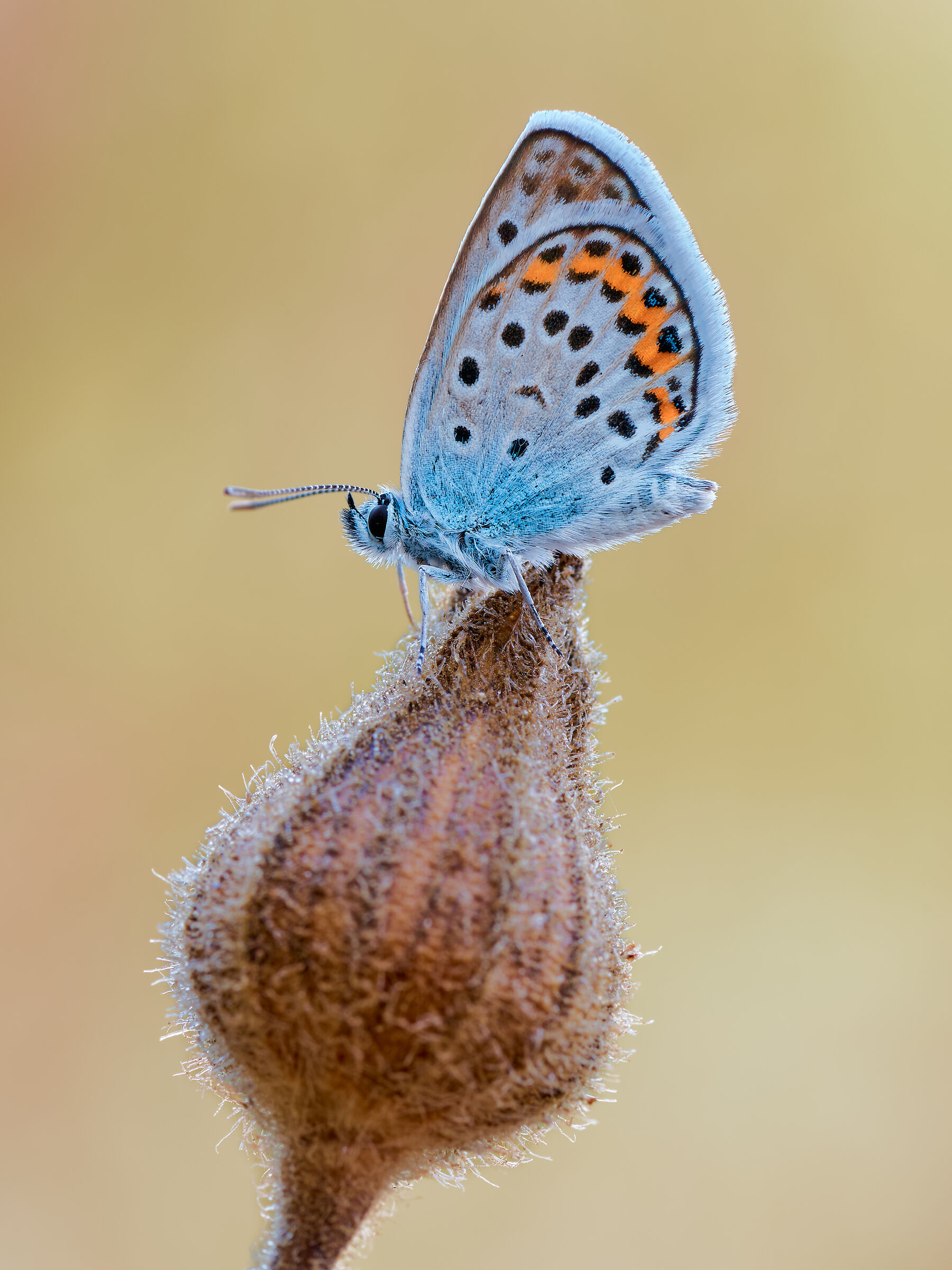 silver-studded blue