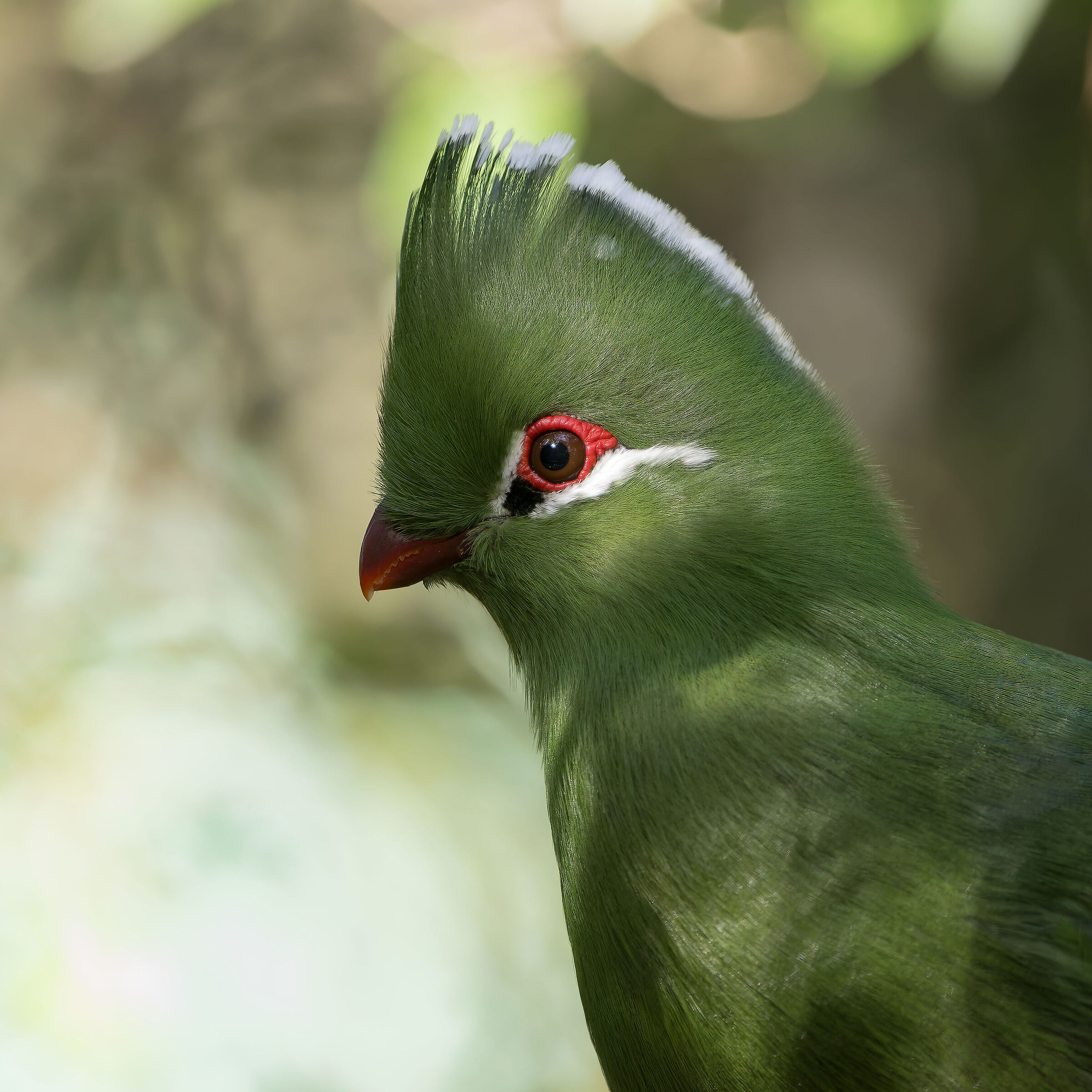Green Tauraco - South Africa