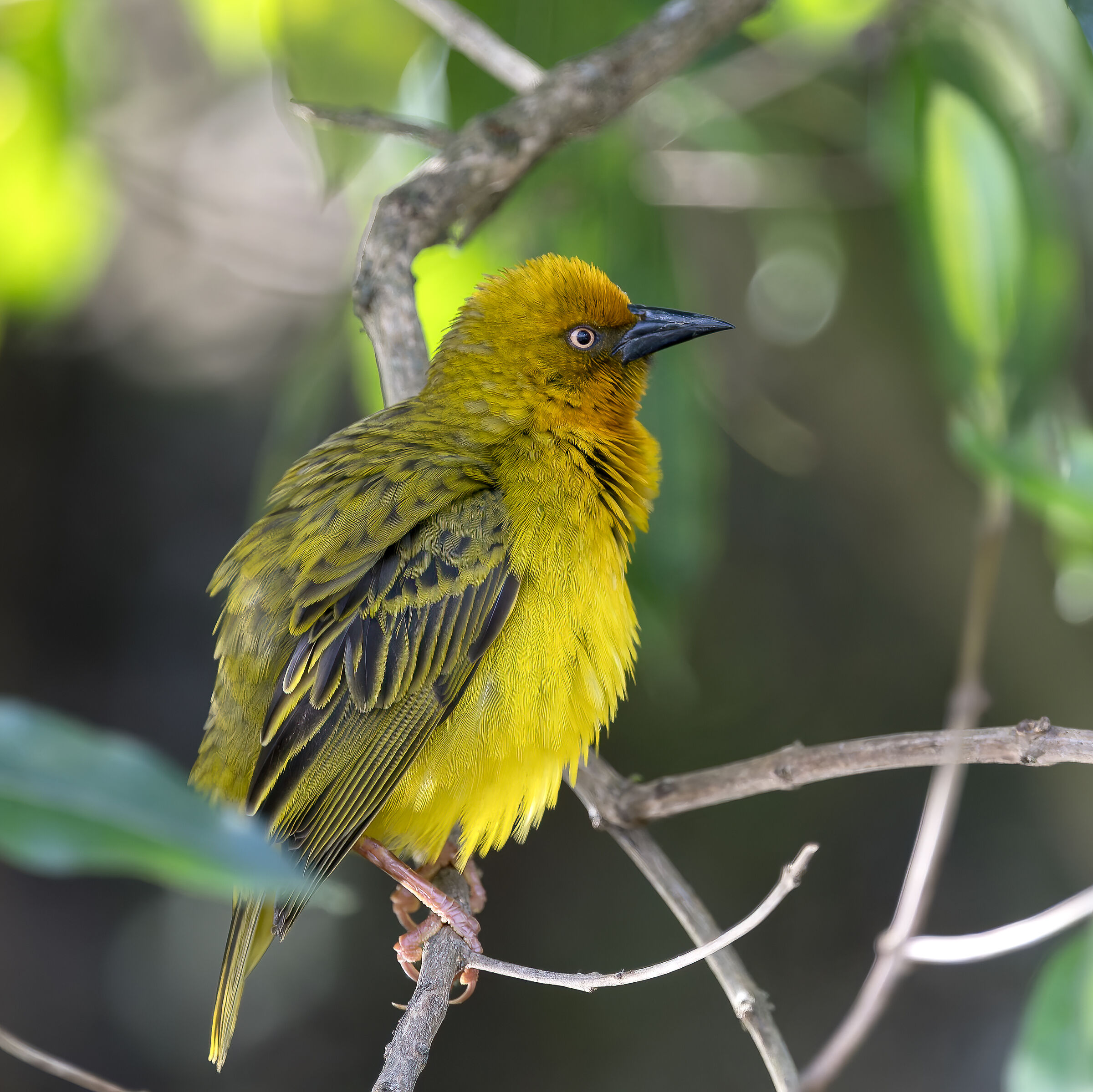 Boss Weaver - South Africa