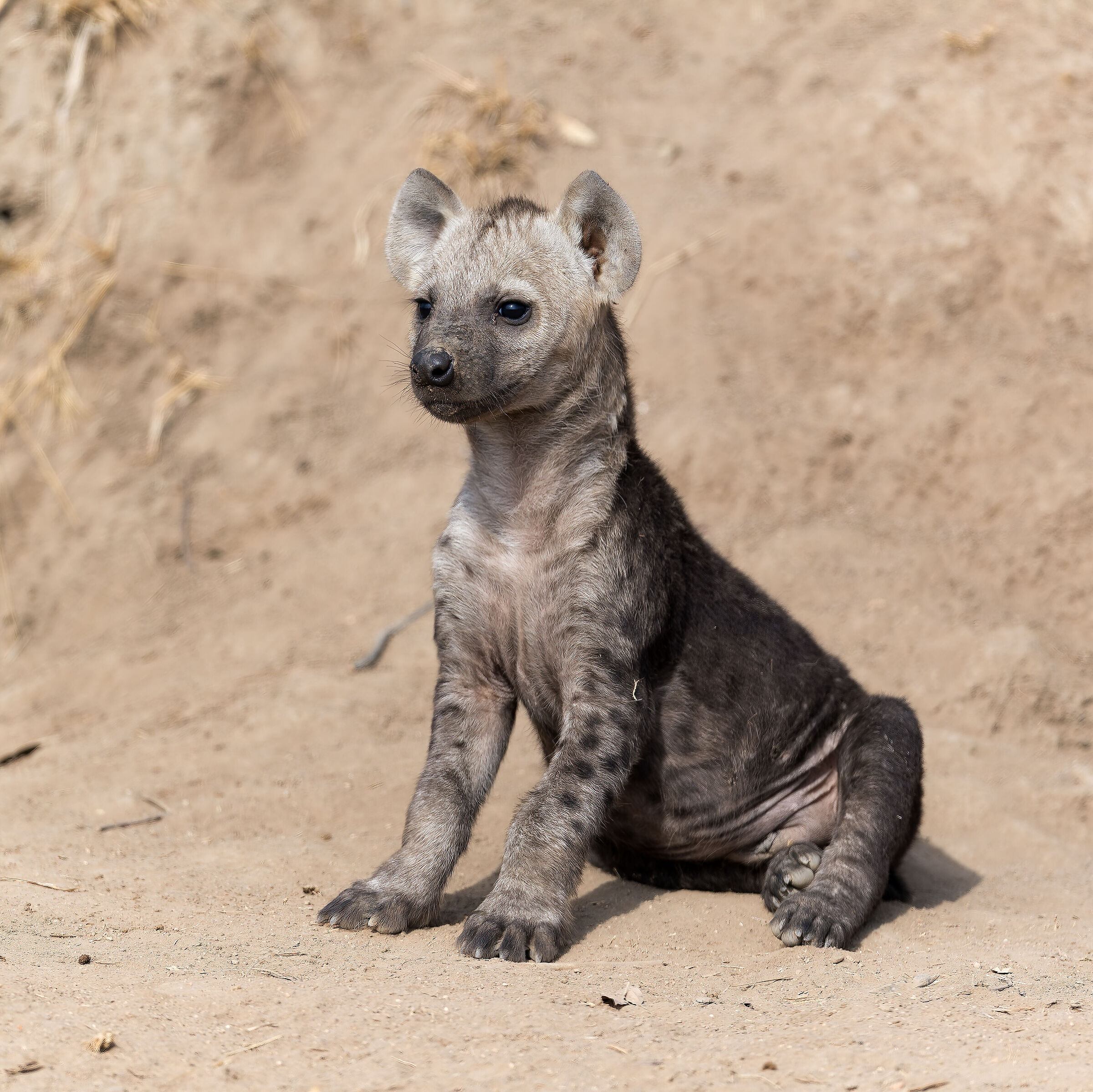 Spotted Hyena - South Africa