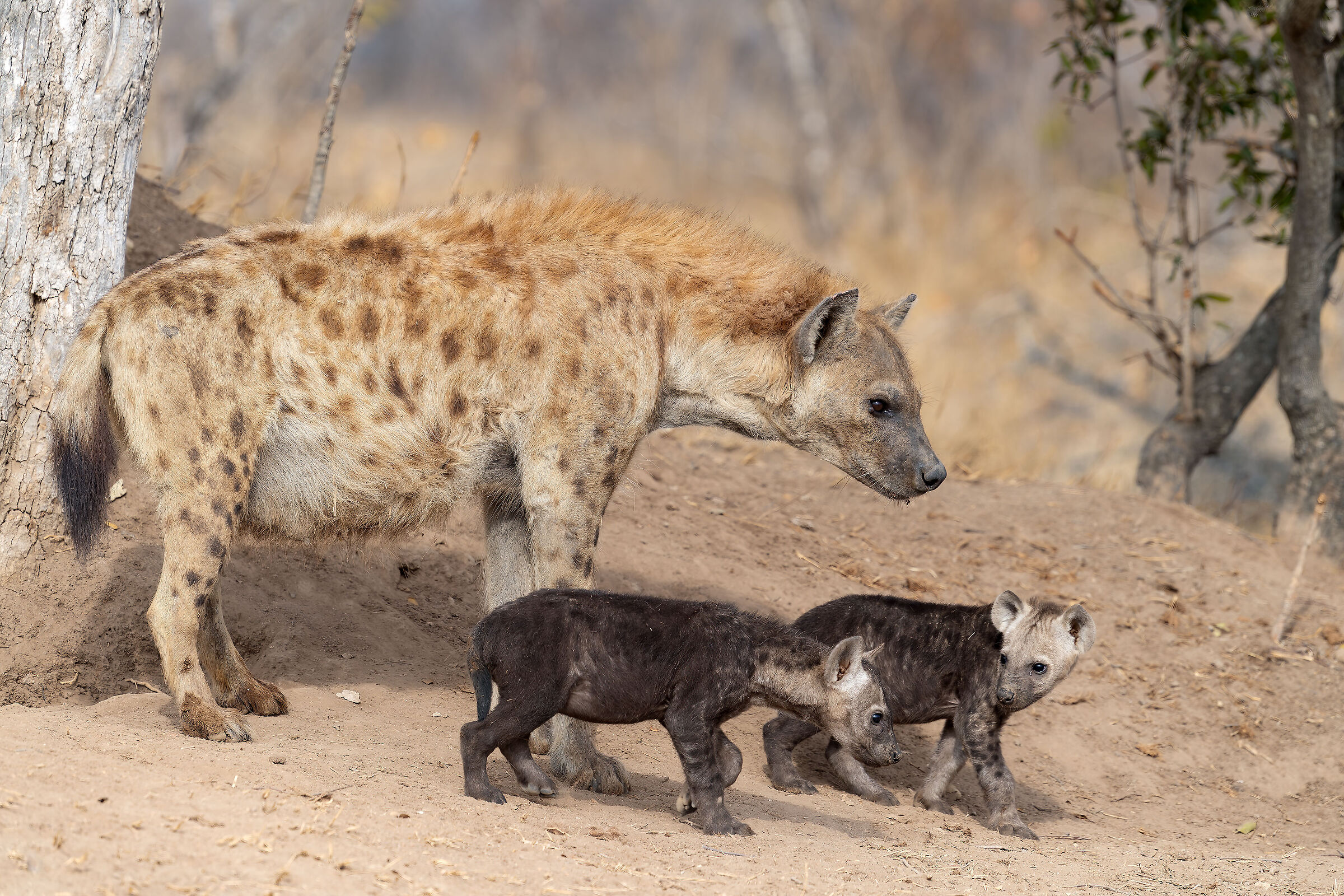 Iena maculata - Sudafrica