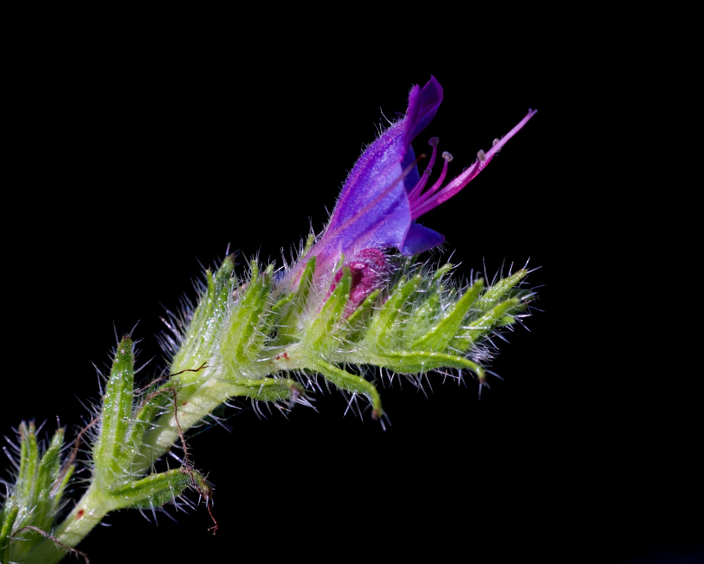 Echium vulgare (Viper grass)